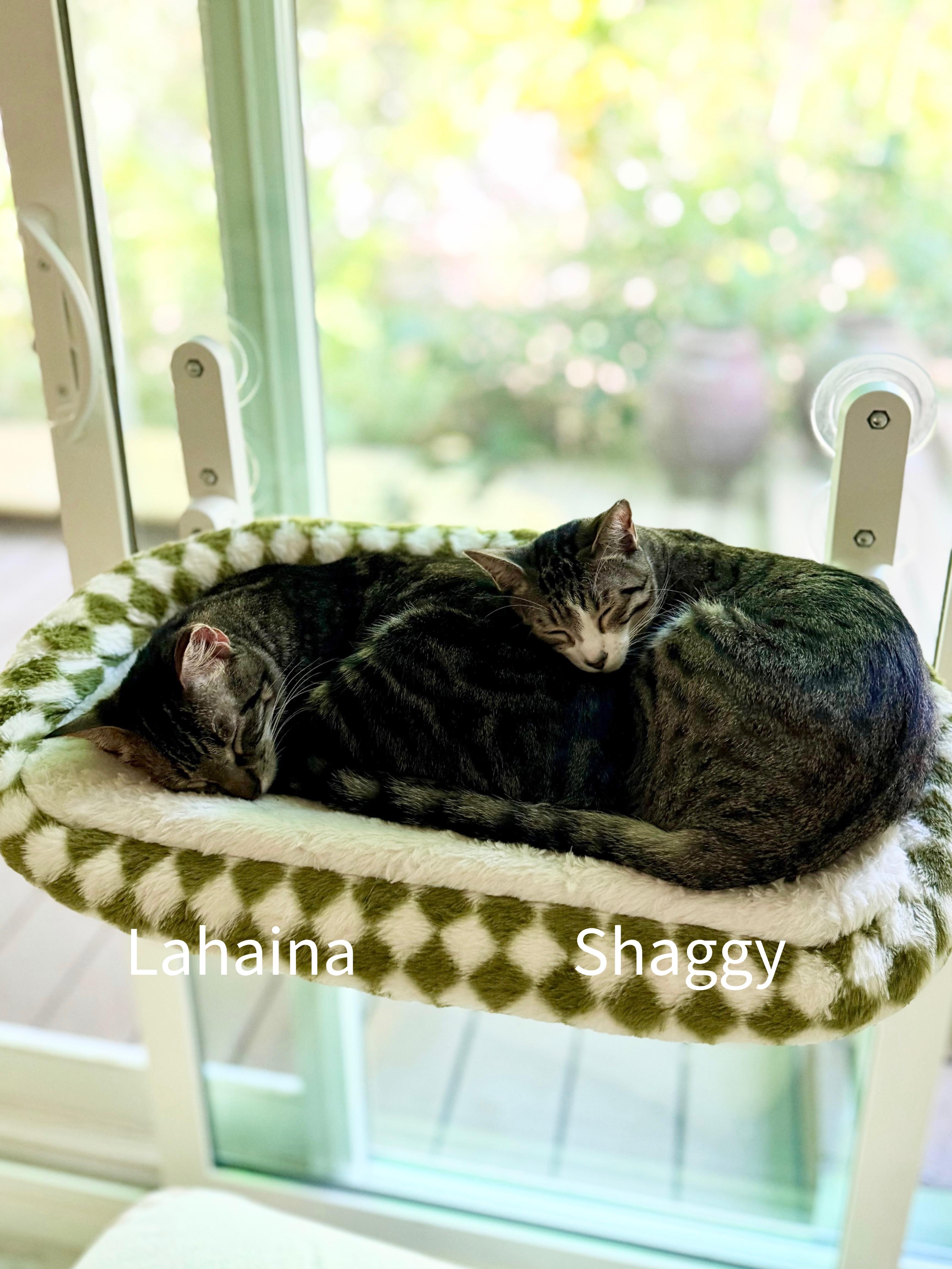 Shaggy, a Adoptable mixed breed in Honolulu, HI image 3/6
