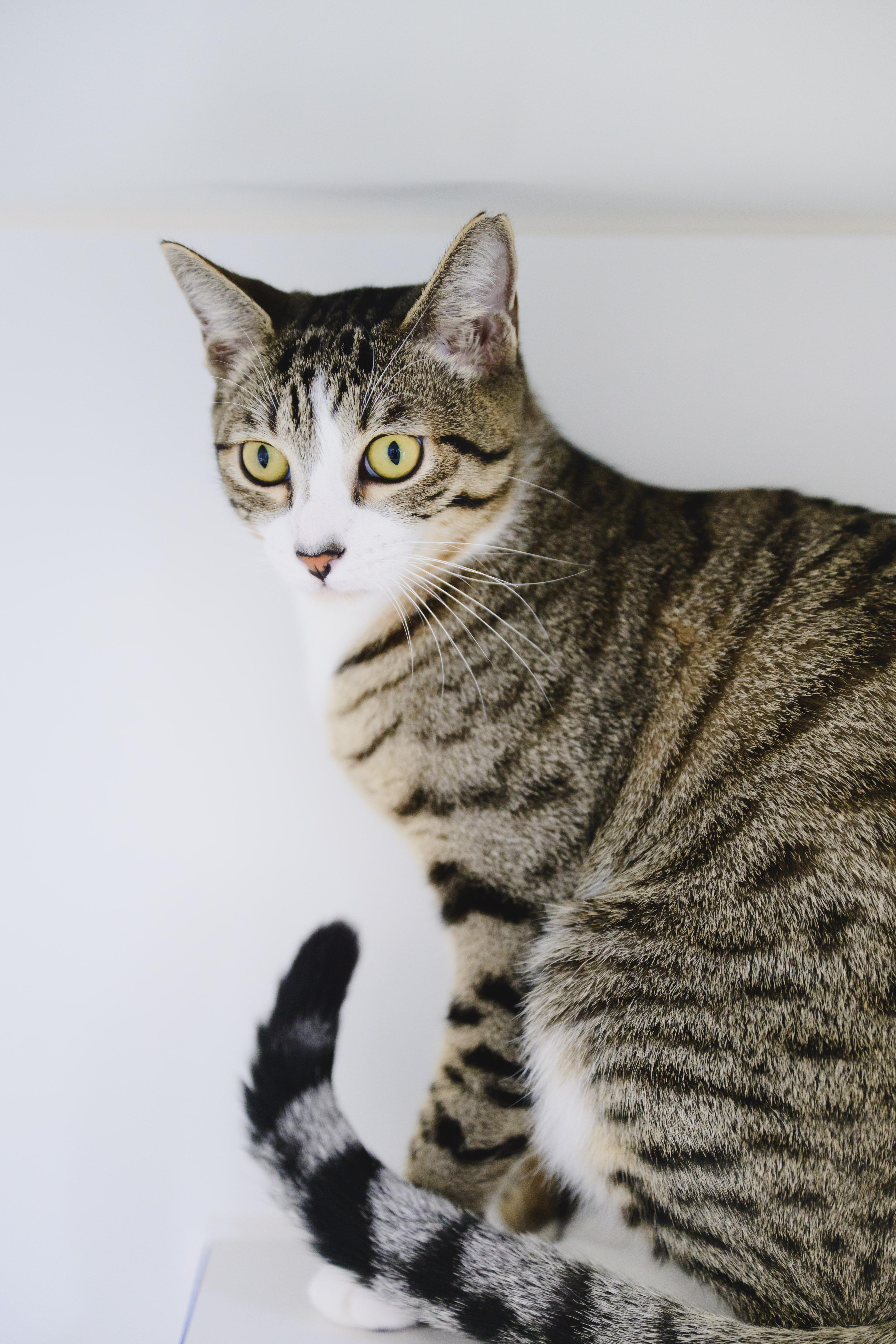 Shaggy, a Adoptable mixed breed in Honolulu, HI image 3/6