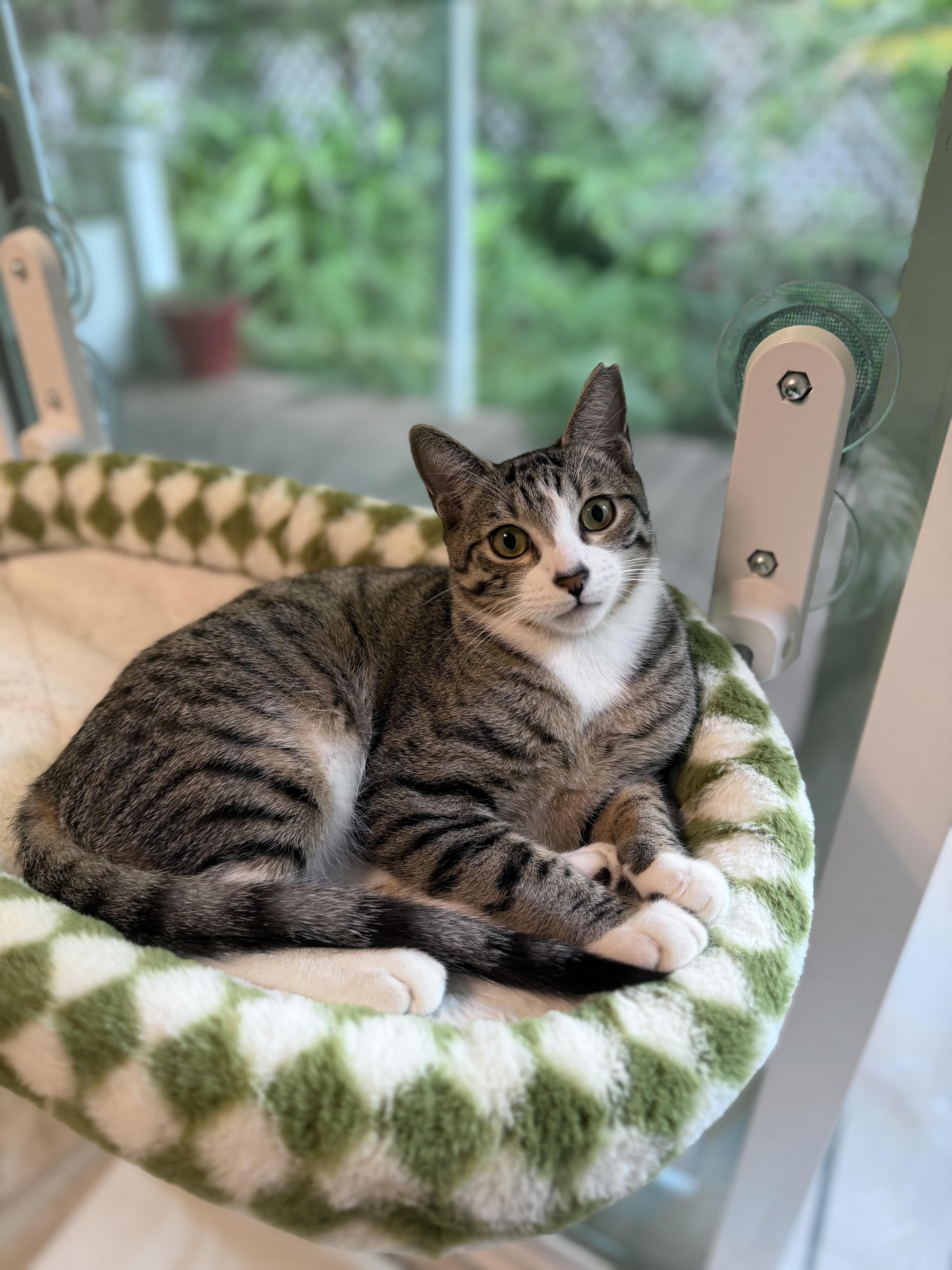 Shaggy, a Adoptable mixed breed in Honolulu, HI image 6/6