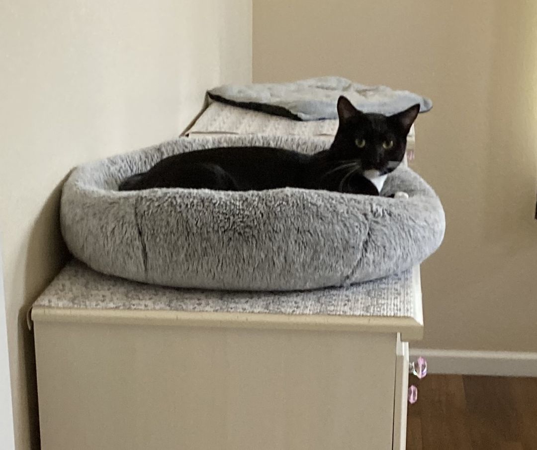 Enlarge Padme, a Adoptable American Shorthair in Merced, CA image 1/3