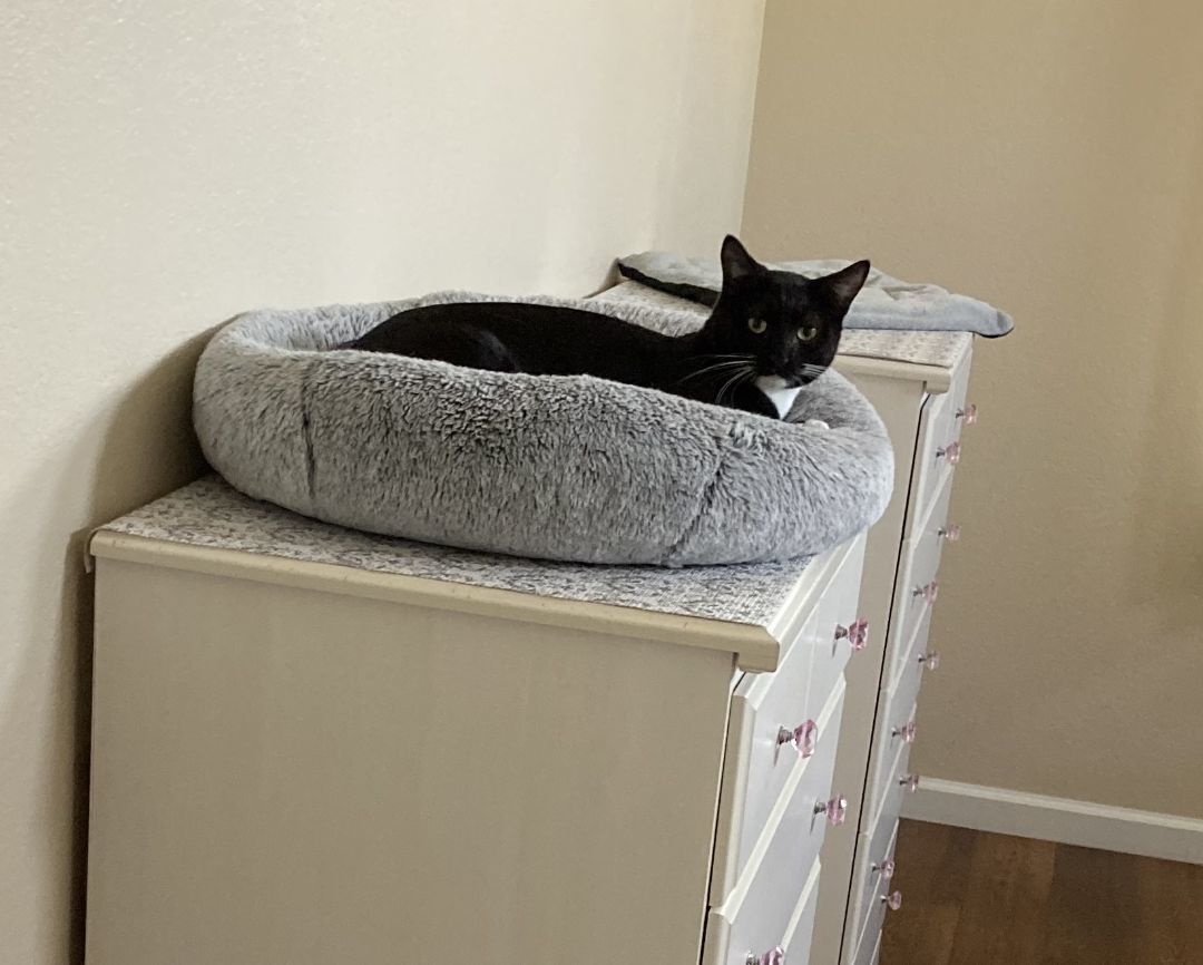 Enlarge Padme, a Adoptable American Shorthair in Merced, CA image 2/3