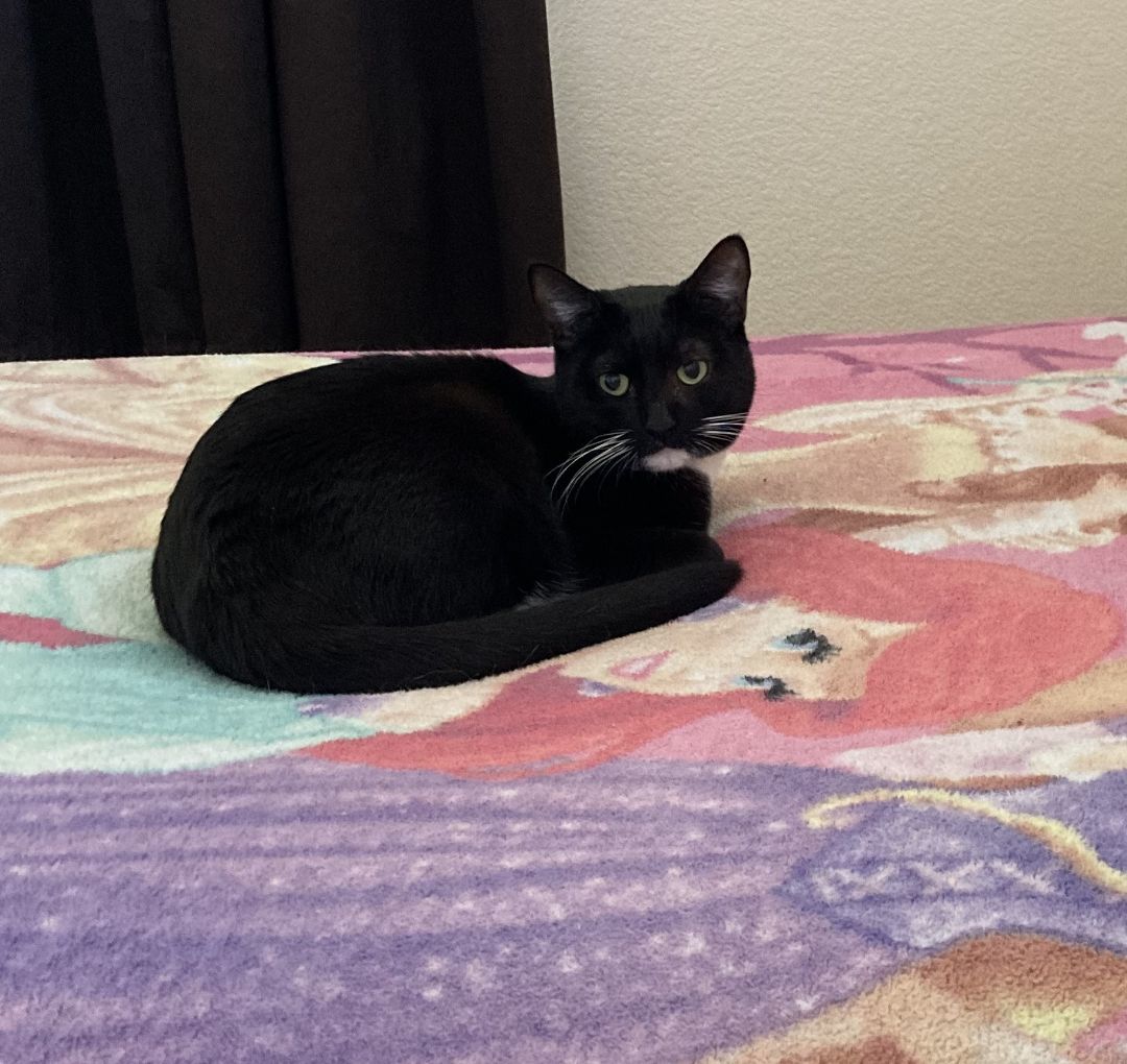 Enlarge Padme, a Adoptable American Shorthair in Merced, CA image 3/3