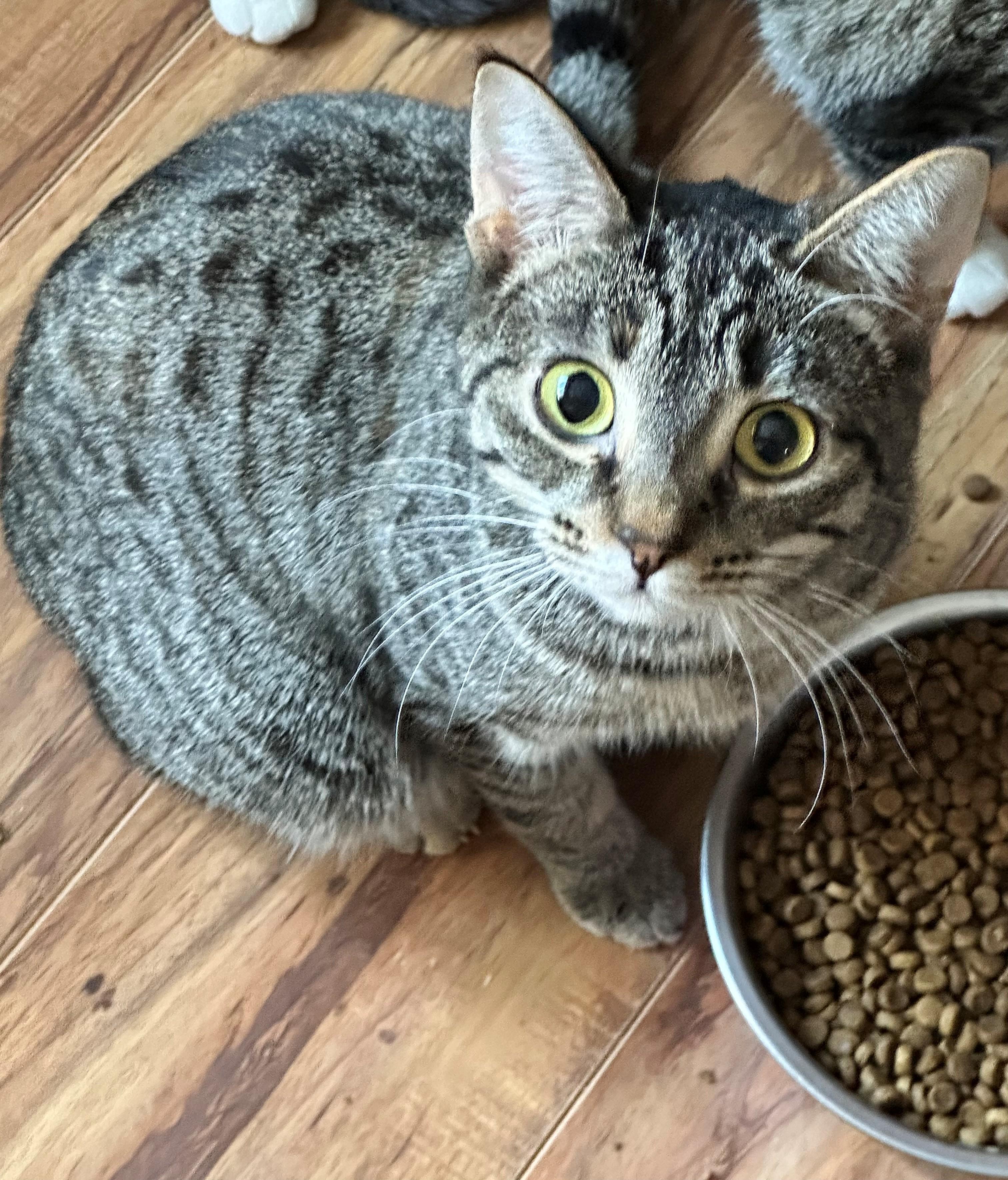 Topanga, an adoptable Domestic Short Hair in Coalhurst, AB, T0L 0V0 | Photo Image 1