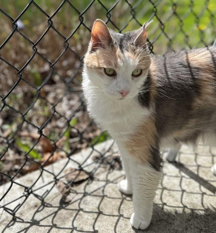 Lizzie Lulu, Adoptable, Senior Female Domestic Short Hair.