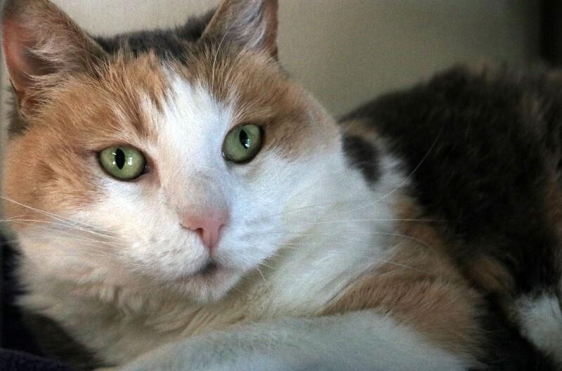 Enlarge Lizzie Lulu, a Adoptable Domestic Short Hair in Arlington, WA image 2/6