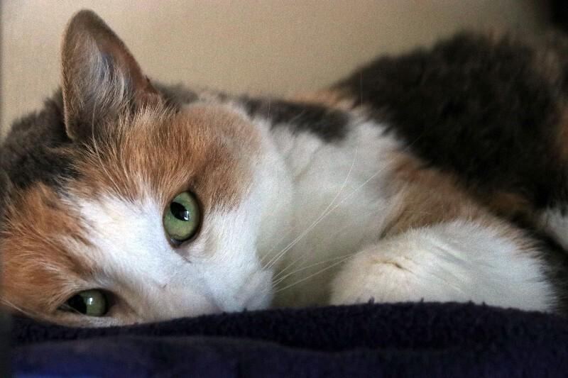 Enlarge Lizzie Lulu, a Adoptable Domestic Short Hair in Arlington, WA image 3/6