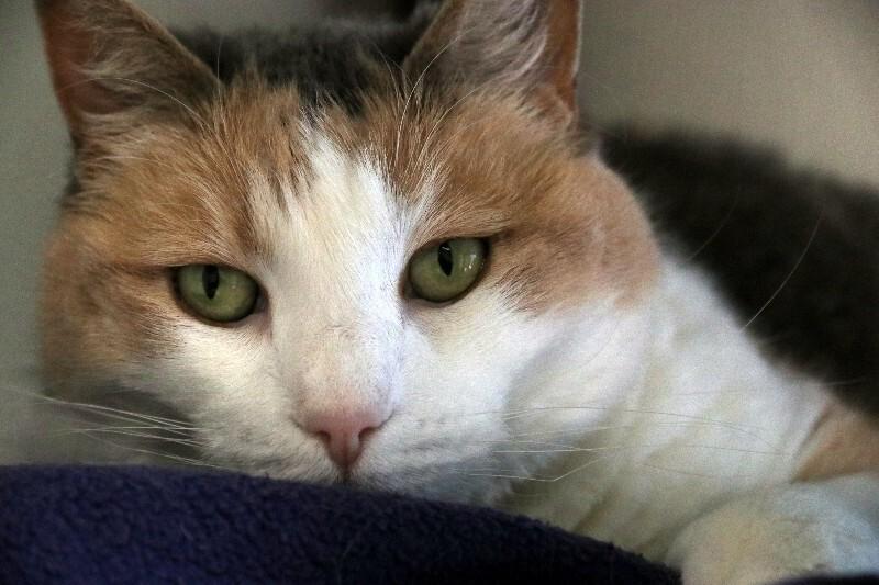 Enlarge Lizzie Lulu, a Adoptable Domestic Short Hair in Arlington, WA image 4/6