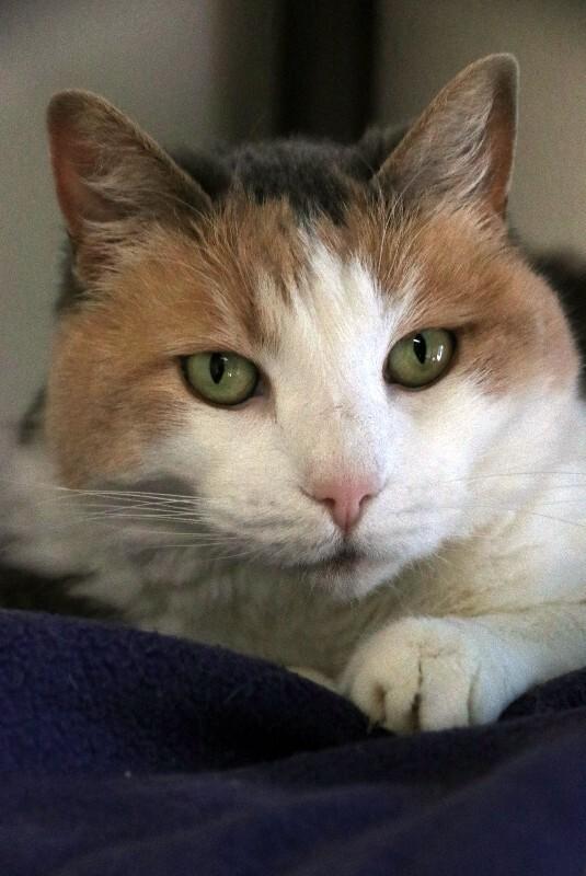 Enlarge Lizzie Lulu, a Adoptable Domestic Short Hair in Arlington, WA image 5/6