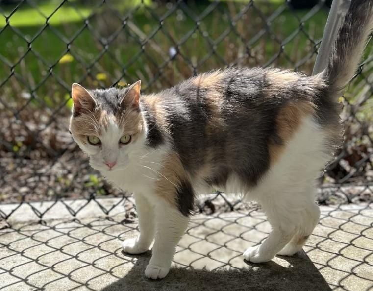 Enlarge Lizzie Lulu, a Adoptable Domestic Short Hair in Arlington, WA image 6/6