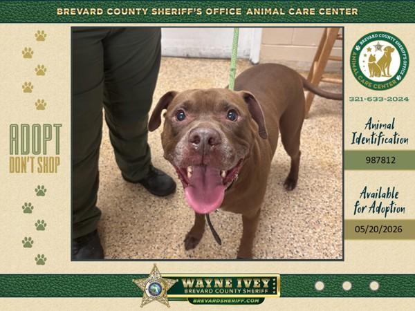Enlarge Mr. Brown, a Adoptable mixed breed in Melbourne, FL image 1/1