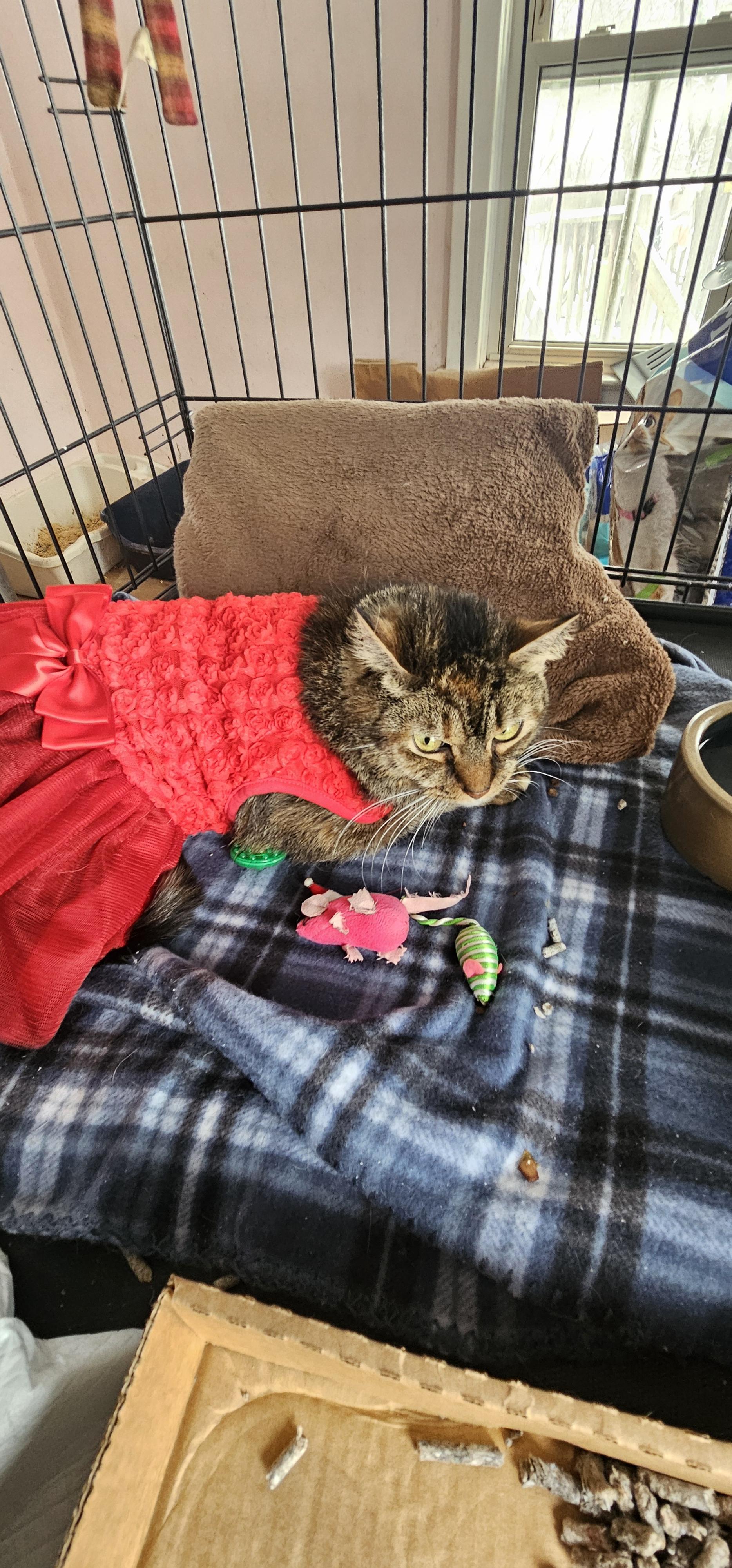 Enlarge Taylor, a ADOPTABLE mixed breed in Hazlet, NJ image 4/4