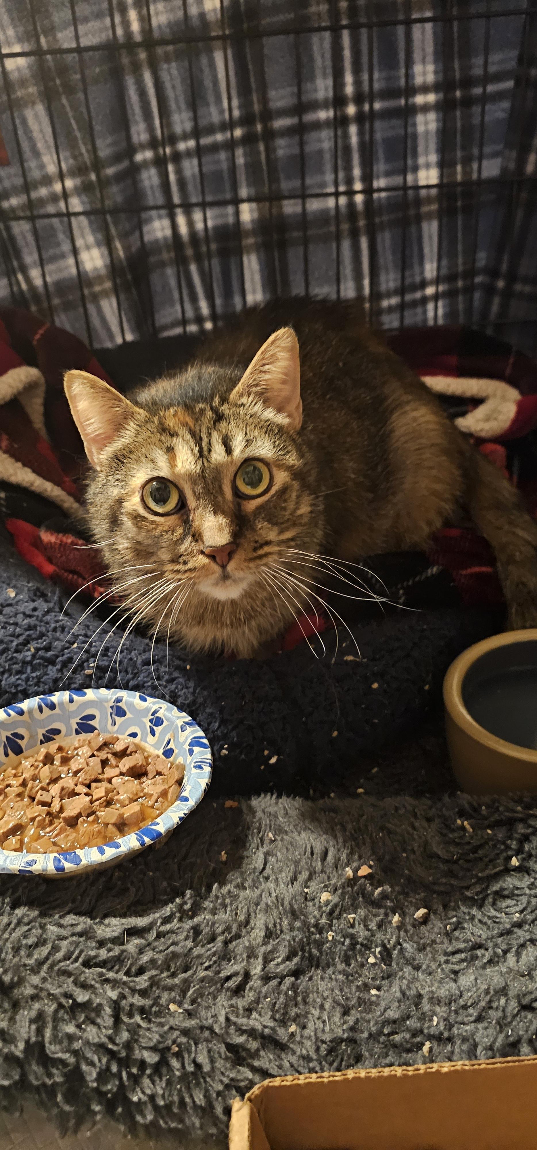 Enlarge Taylor, a ADOPTABLE mixed breed in Hazlet, NJ image 3/4