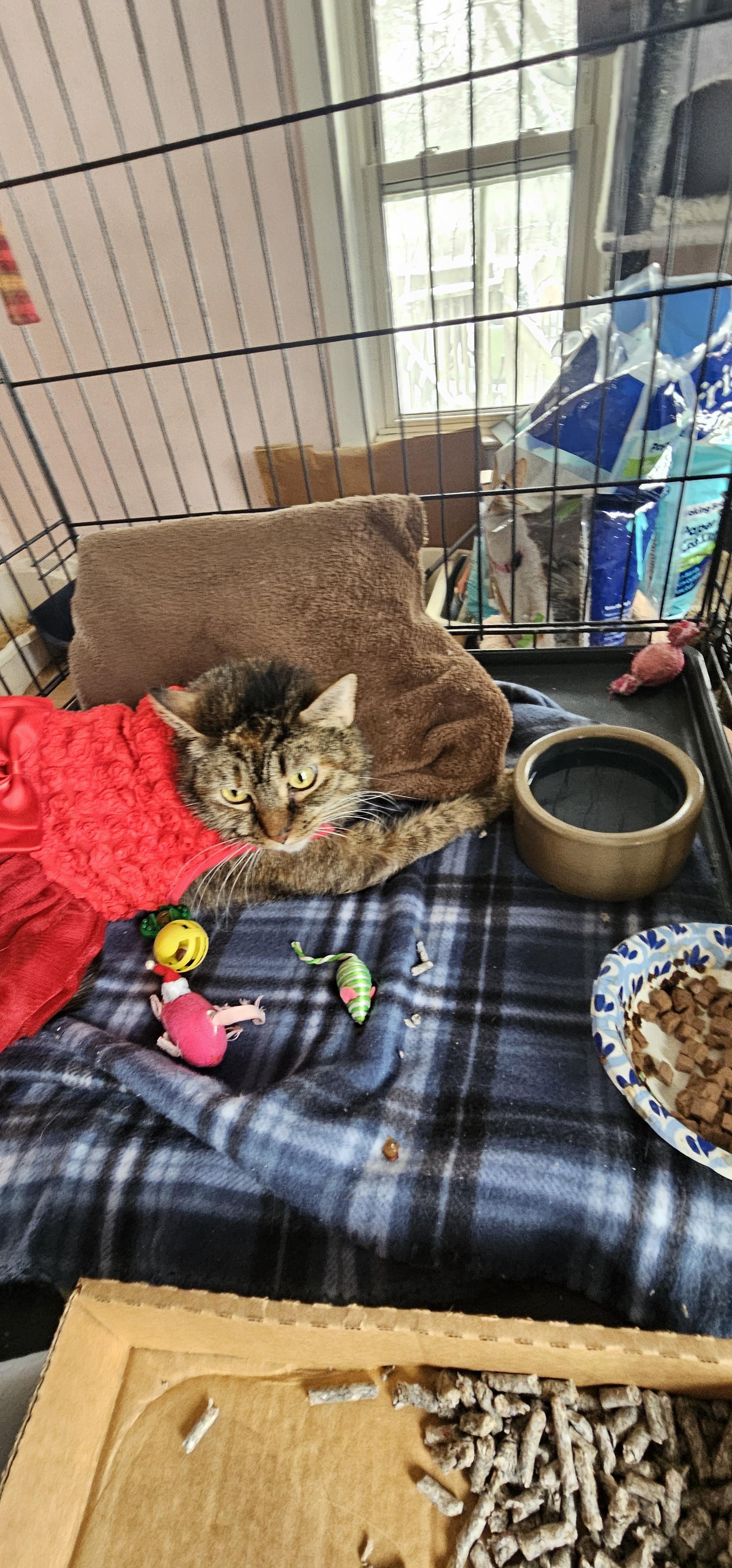 Taylor, ADOPTABLE, Senior Female Domestic Medium Hair.