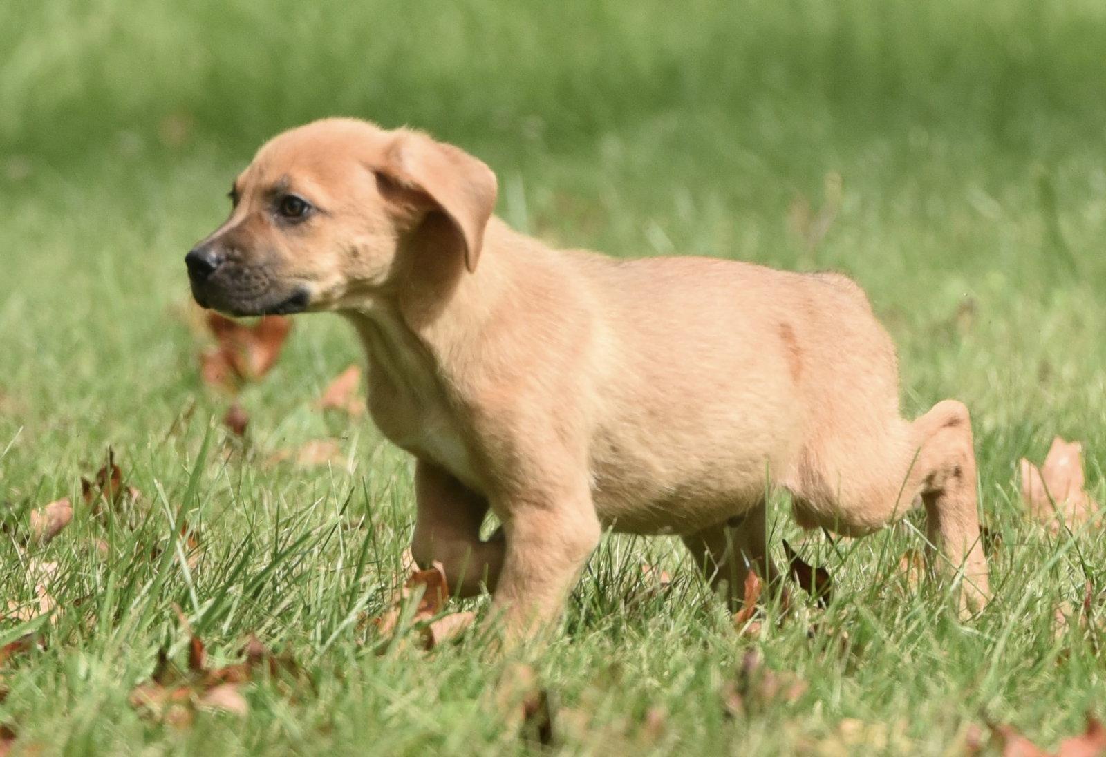 Lainey, Adoptable, Puppy Female Beagle & Australian Shepherd.