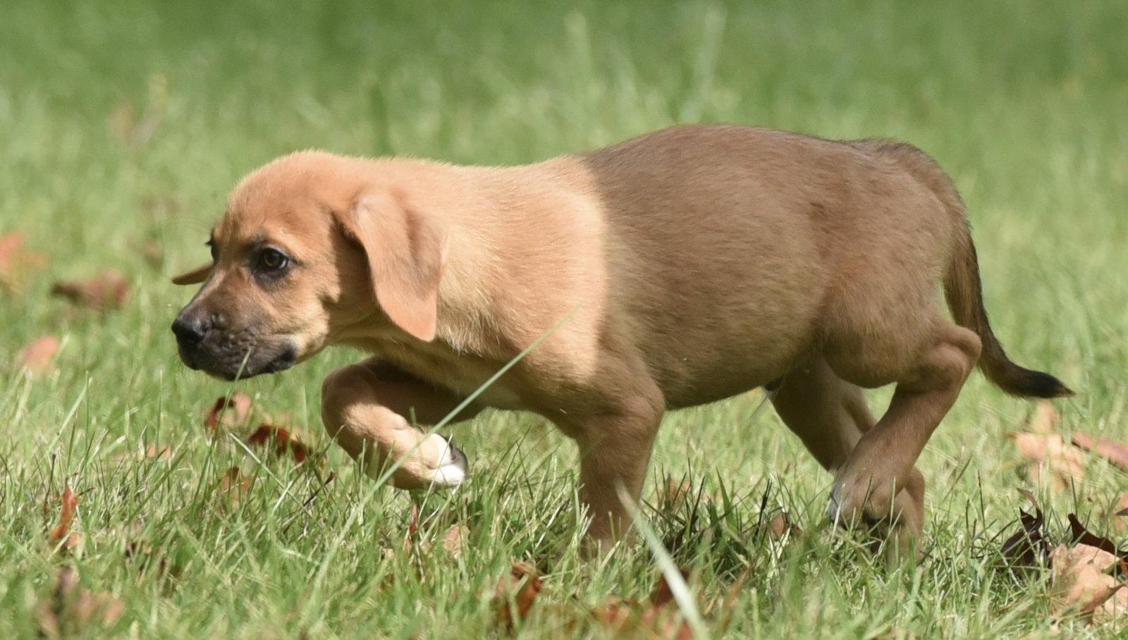Enlarge Lainey, a Adoptable mixed breed in Mechanicsburg, PA image 2/3