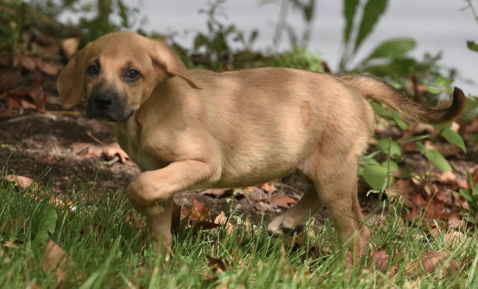Enlarge Lainey, a Adoptable mixed breed in Mechanicsburg, PA image 3/3