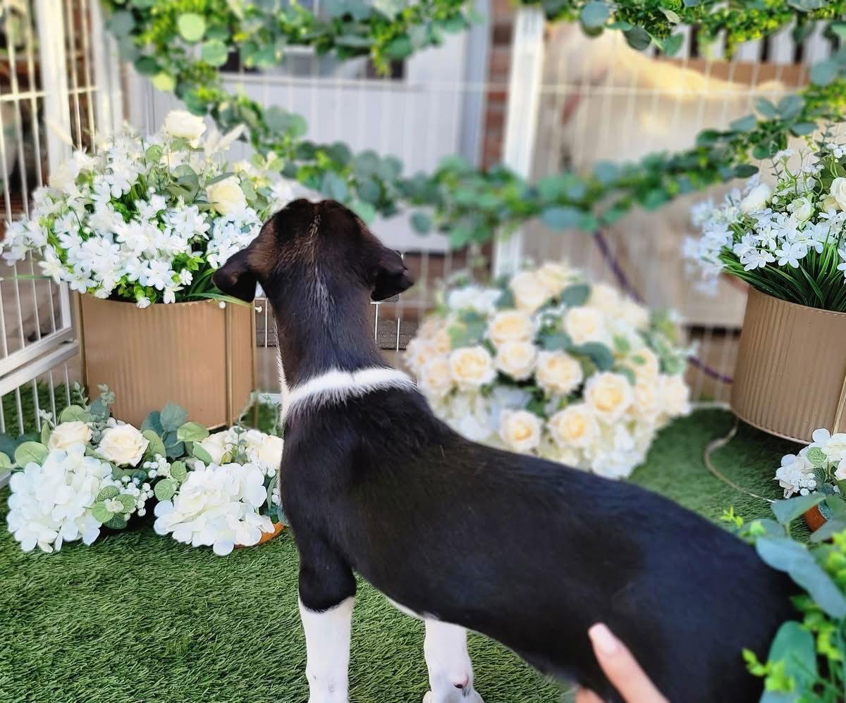 Enlarge Humphry, a Adoptable mixed breed in Portland, OR image 4/6