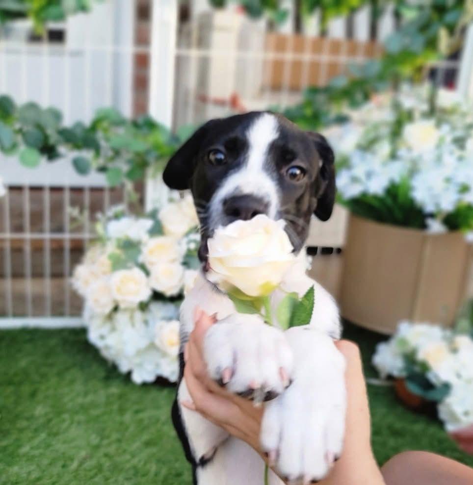 Enlarge Humphry, a Adoptable mixed breed in Portland, OR image 6/6
