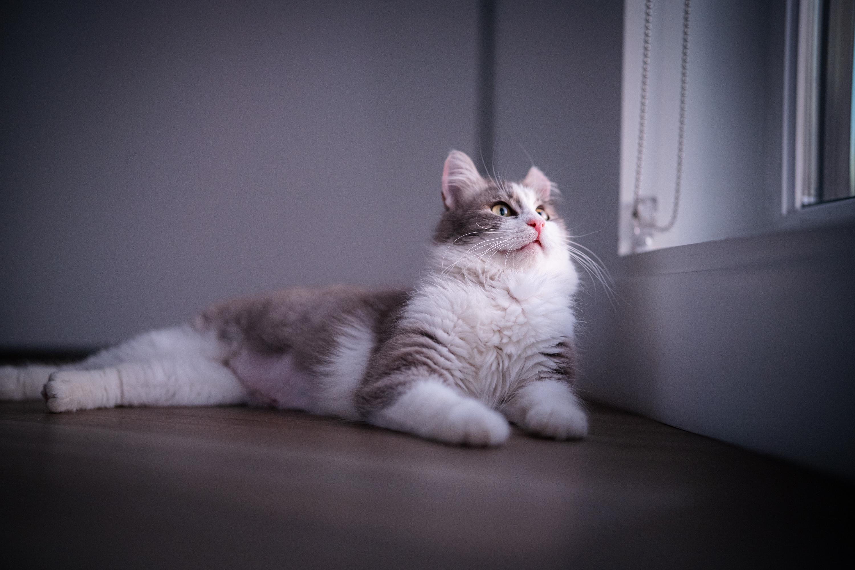 May, an adoptable Domestic Medium Hair in Seattle, WA image 4/6