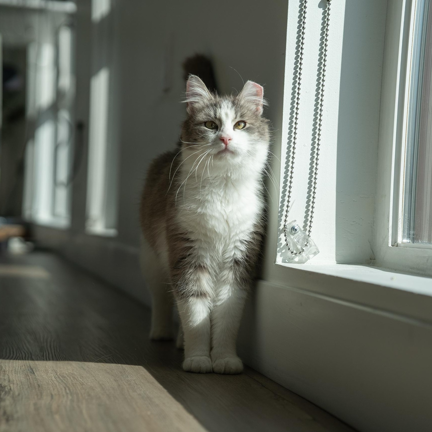 May, an adoptable Domestic Medium Hair in Seattle, WA image 3/6
