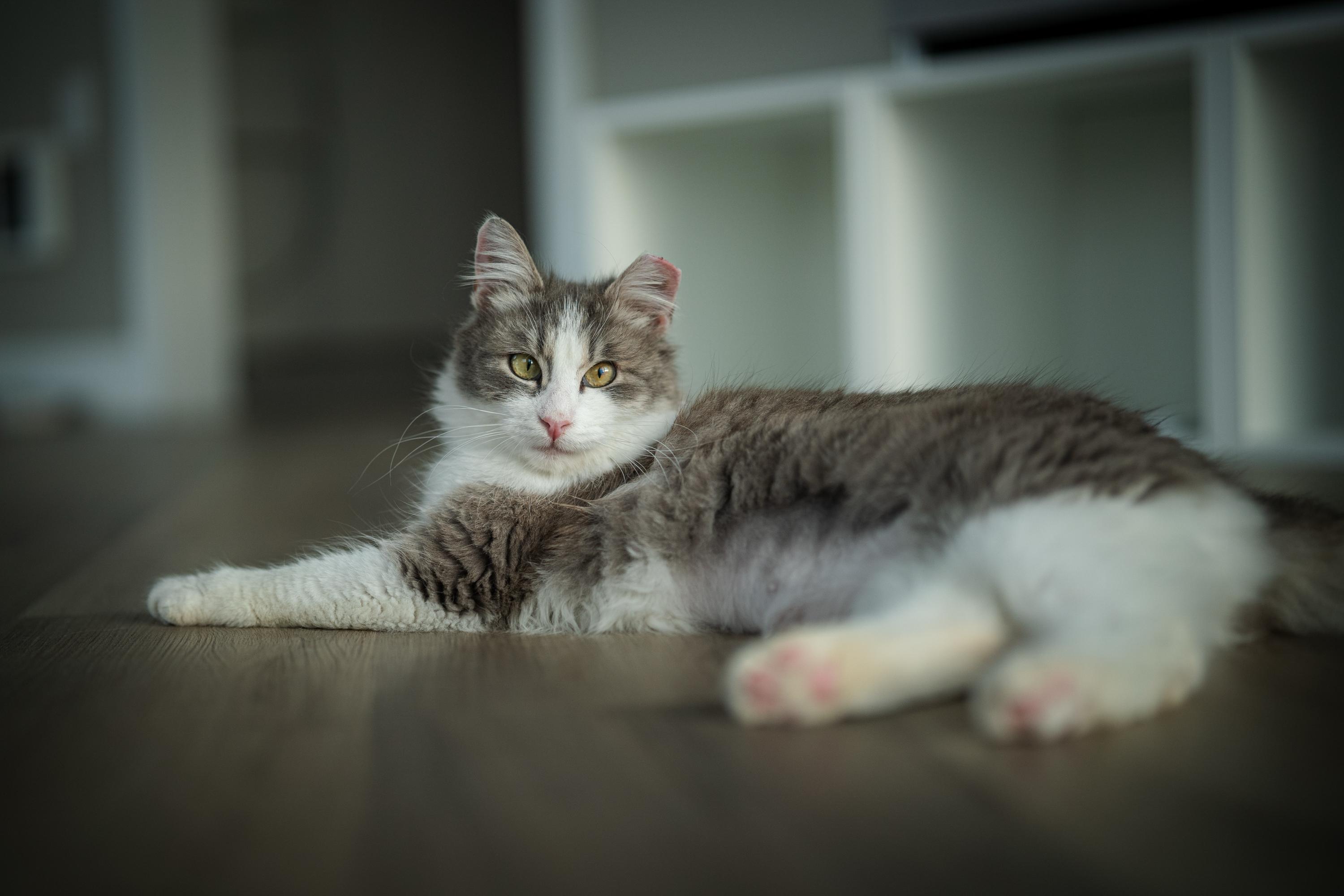 May, an adoptable Domestic Medium Hair in Seattle, WA image 5/6