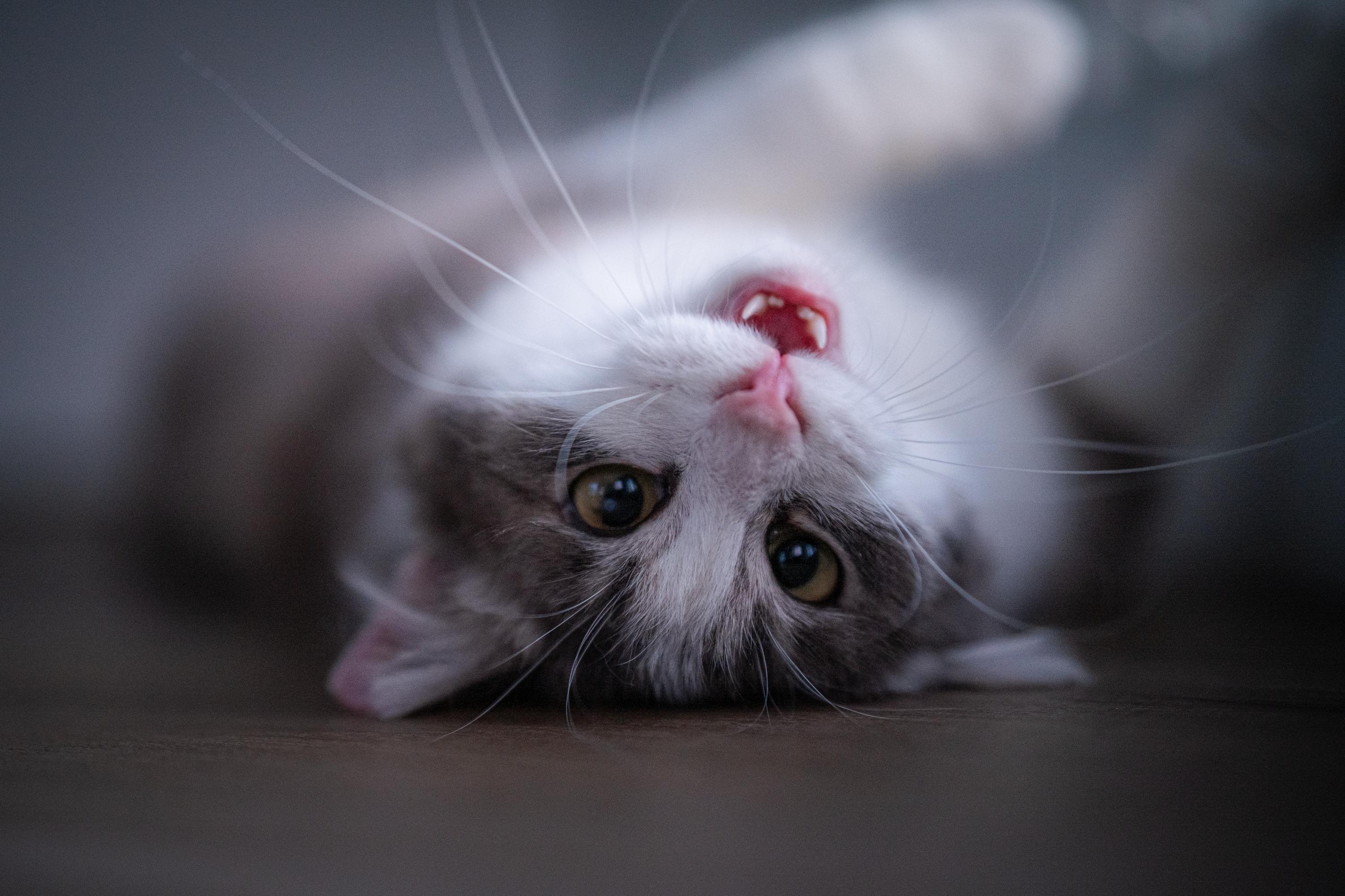 May, an adoptable Domestic Medium Hair in Seattle, WA image 2/6