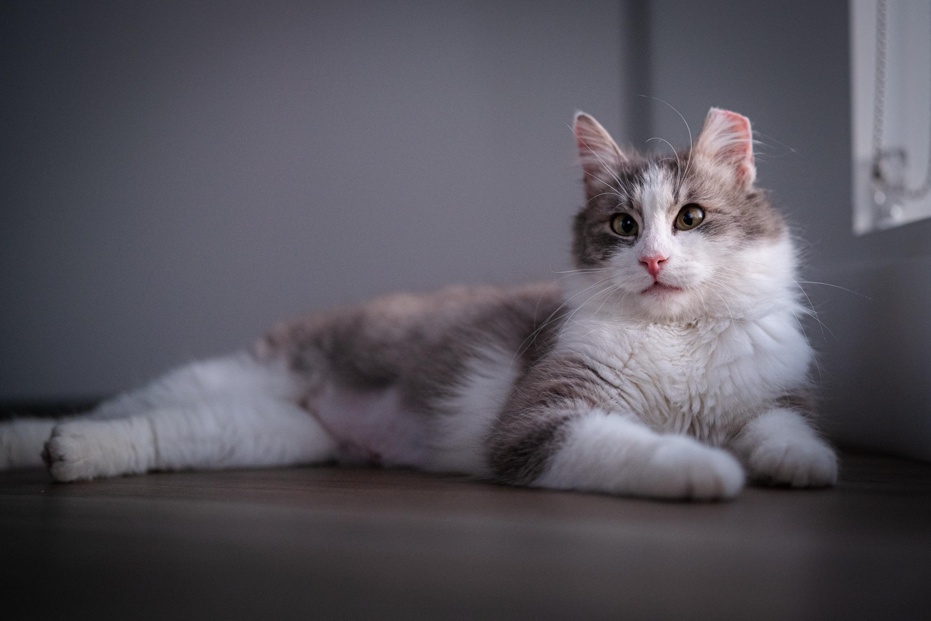 May, an adoptable Domestic Medium Hair in Seattle, WA image 1/6