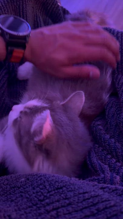 Enlarge May, an adoptable Domestic Medium Hair in Seattle, WA video 6/6