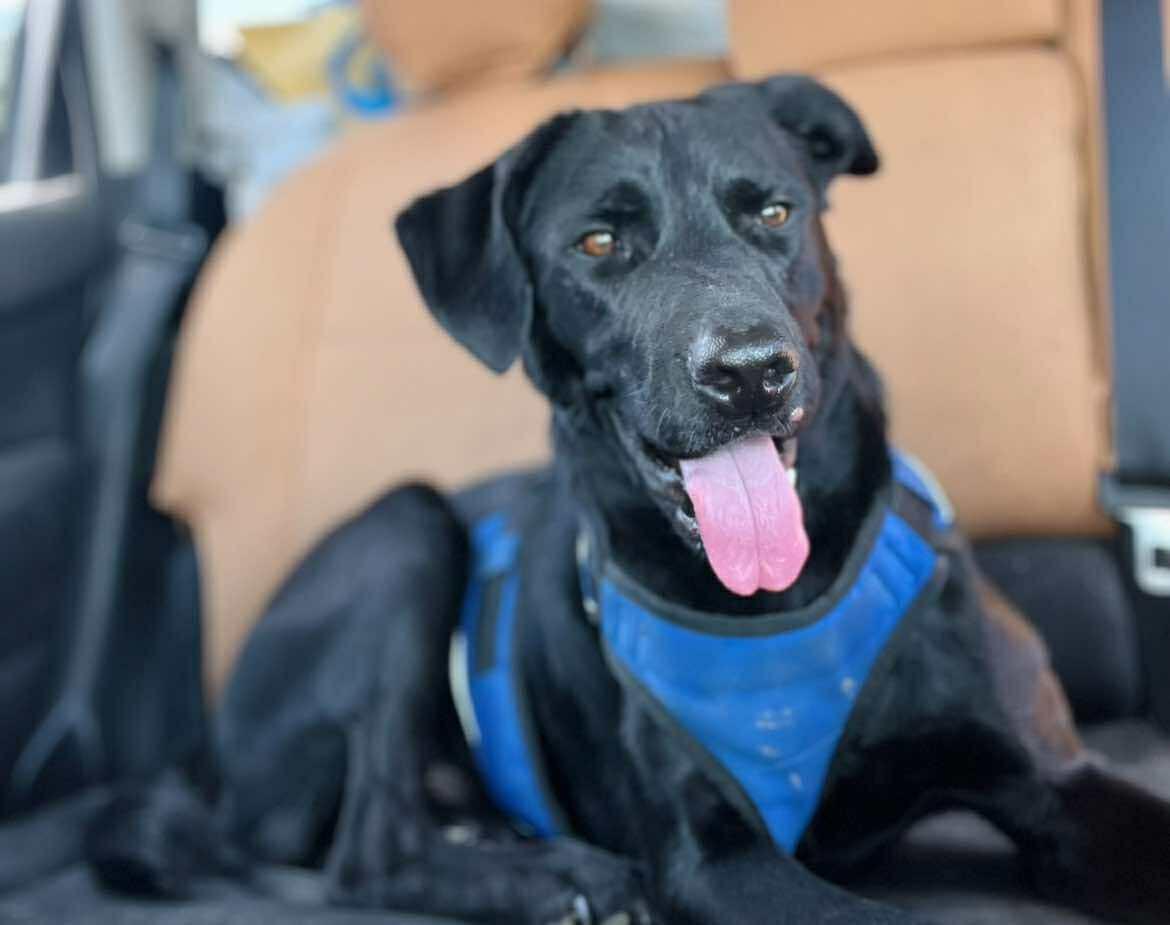 Wayne, Adoptable, Young Male Black Labrador Retriever.