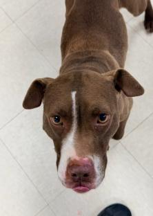 Enlarge Tootsie , a ADOPTABLE Pit Bull Terrier in Clayton, NJ image 1/1