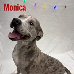 Monica, ADOPTABLE, Adult Female Pit Bull Terrier.