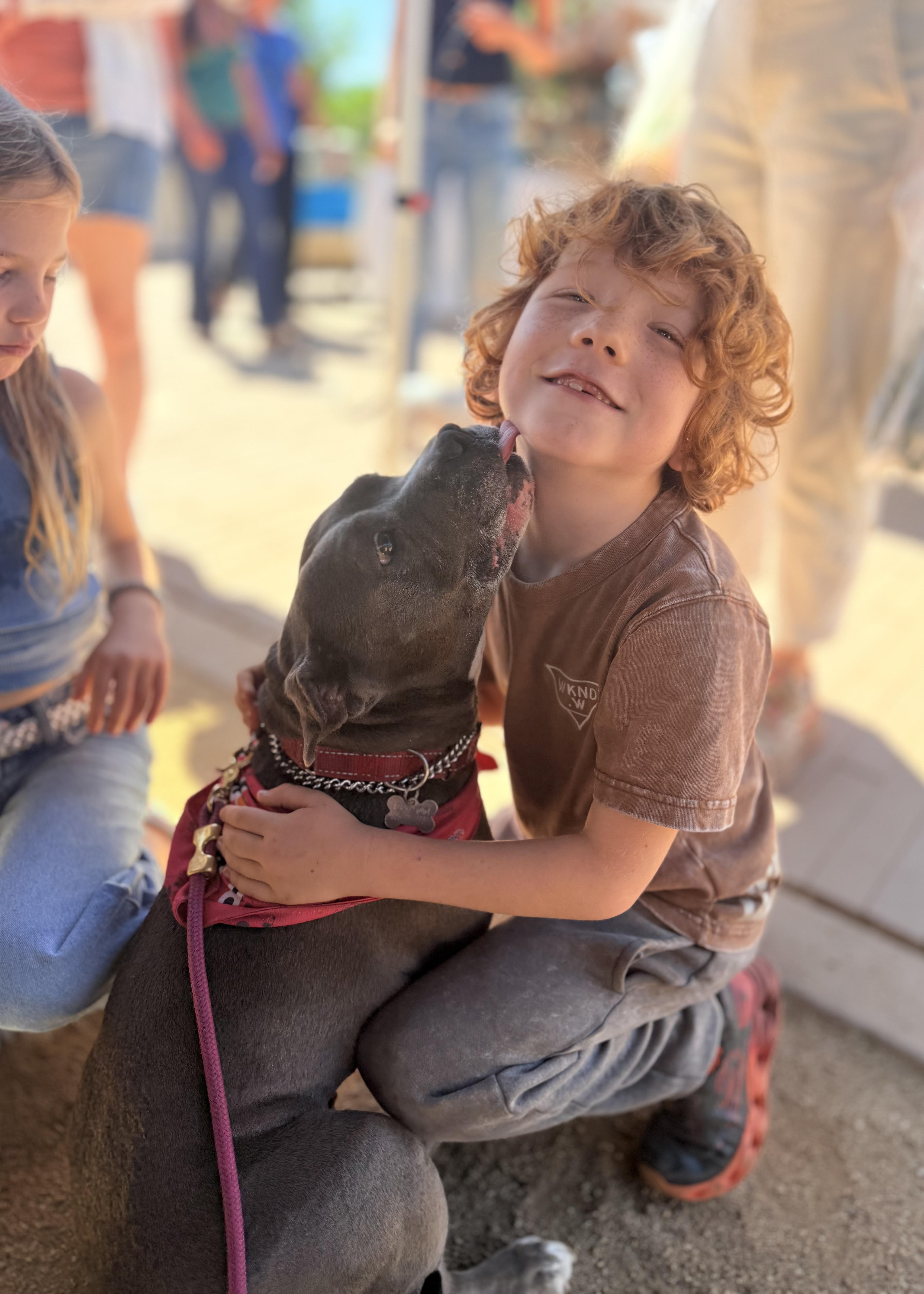 Gracie, an adoptable Pit Bull Terrier in Thousand Oaks, CA image 5/6