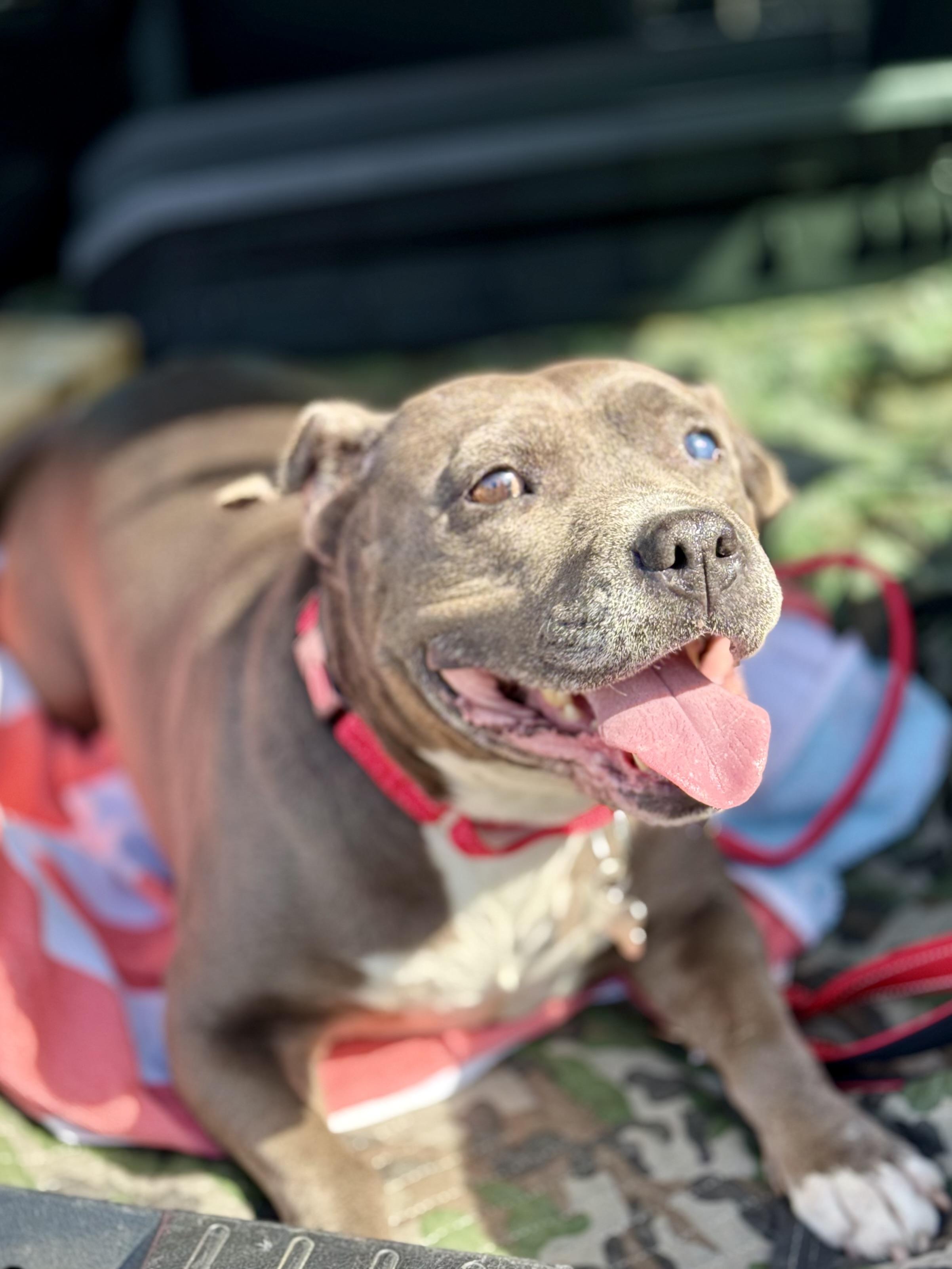 Gracie, a Adoptable Pit Bull Terrier in Thousand Oaks, CA image 4/6