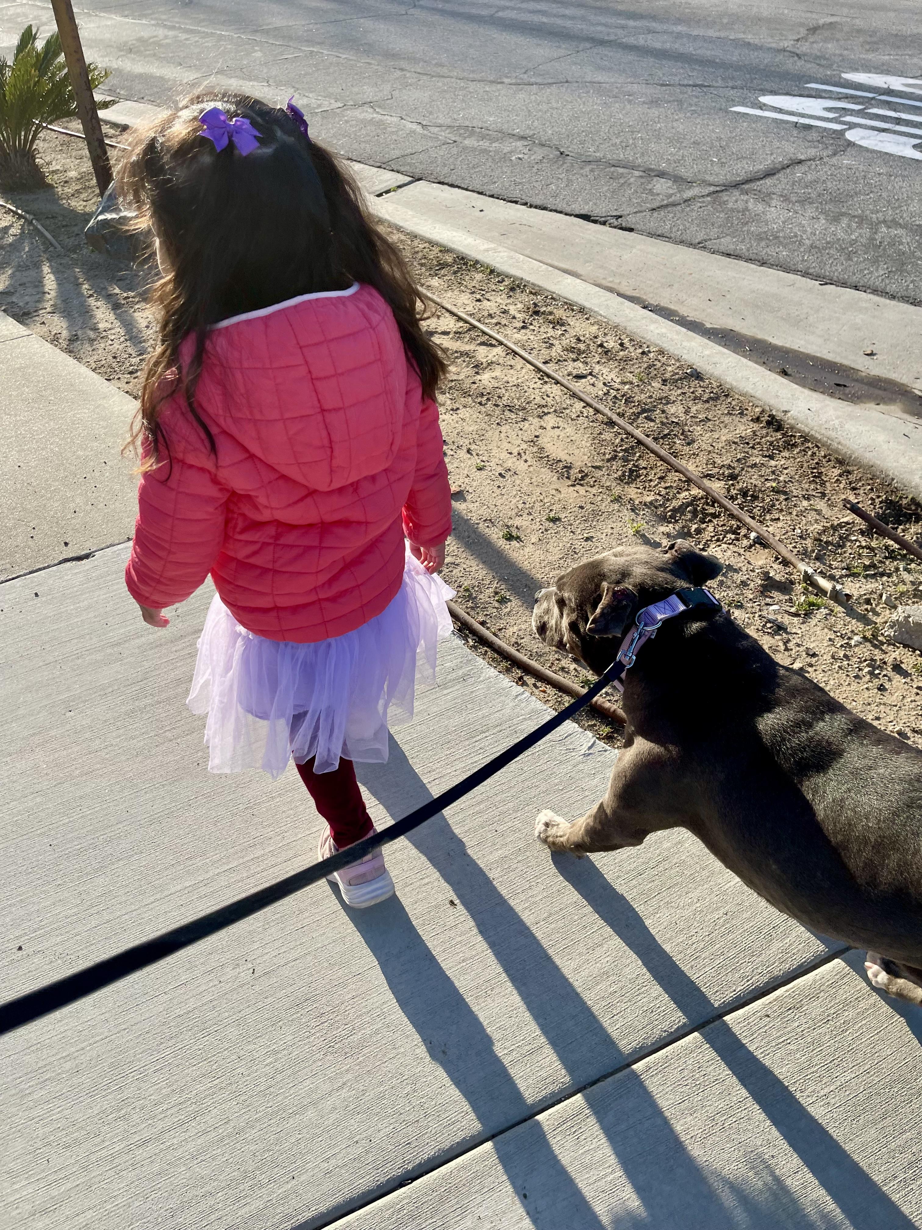 Gracie, a Adoptable Pit Bull Terrier in Thousand Oaks, CA image 6/6
