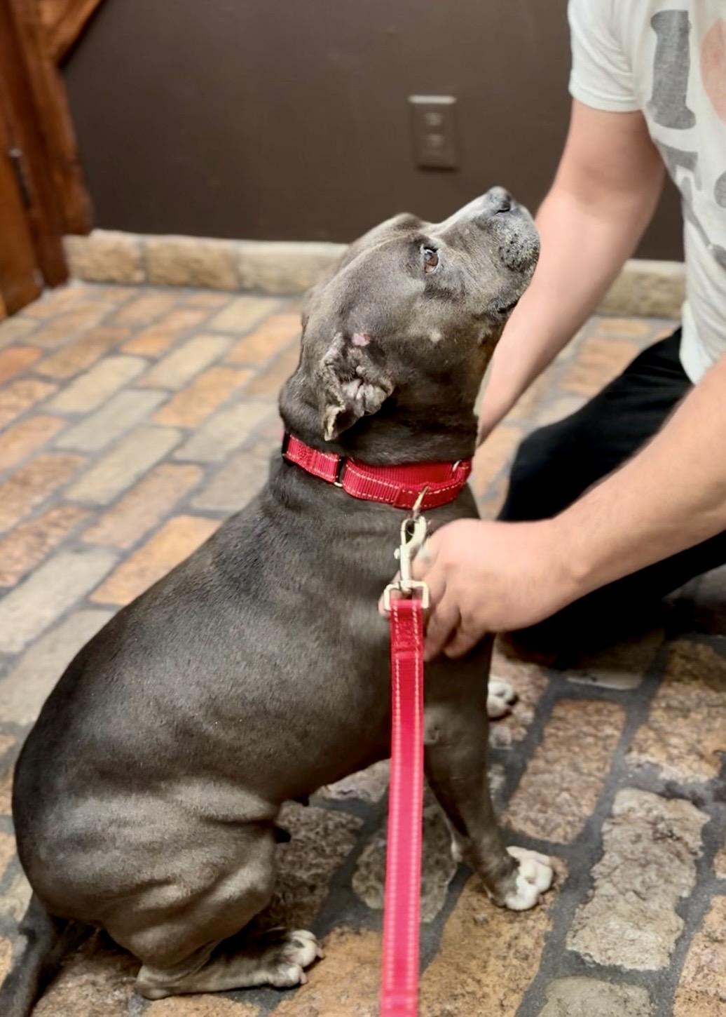 Gracie, an adoptable Pit Bull Terrier in Thousand Oaks, CA image 6/6