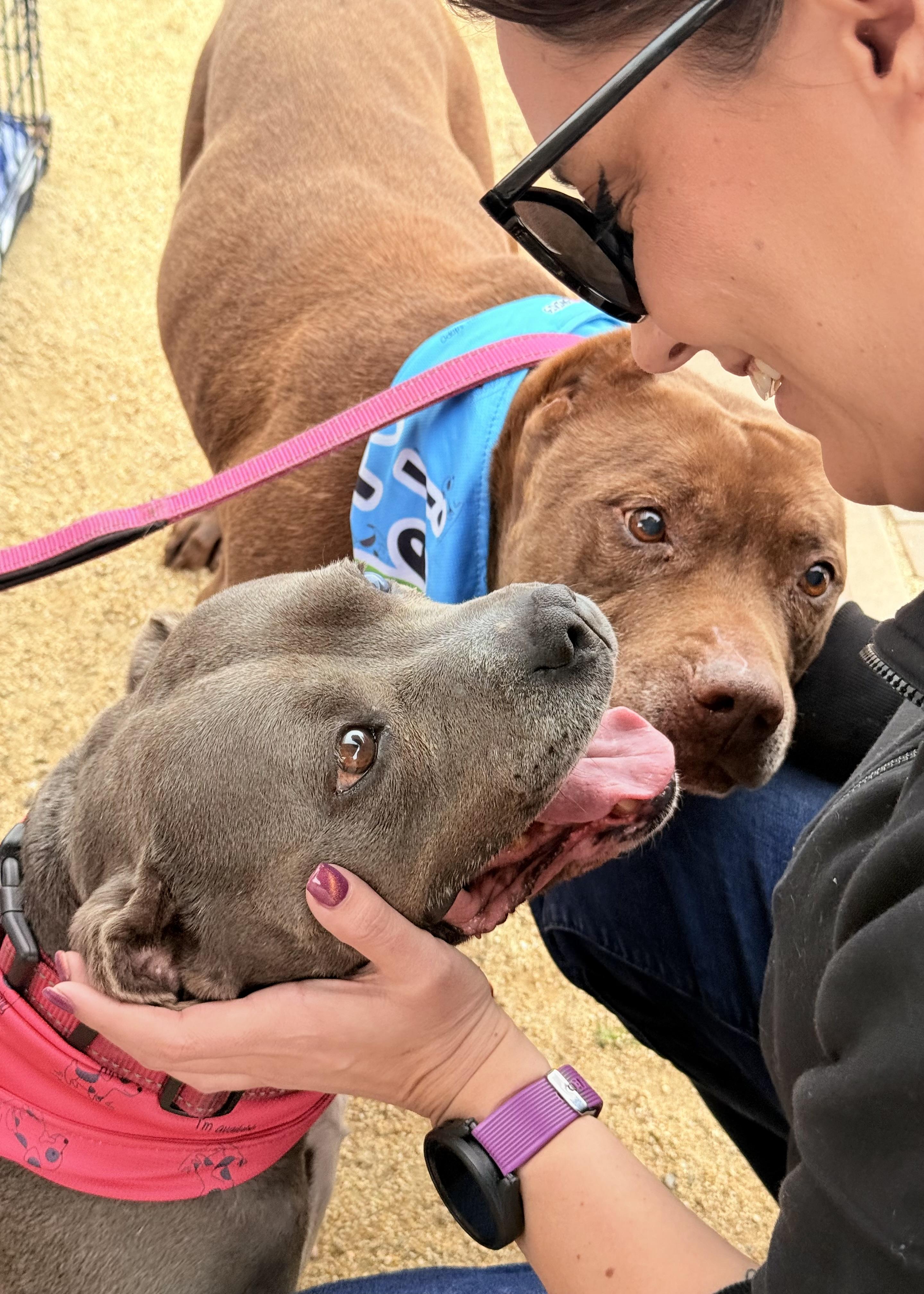 Enlarge Gracie, an adoptable Pit Bull Terrier in Thousand Oaks, CA image 4/6
