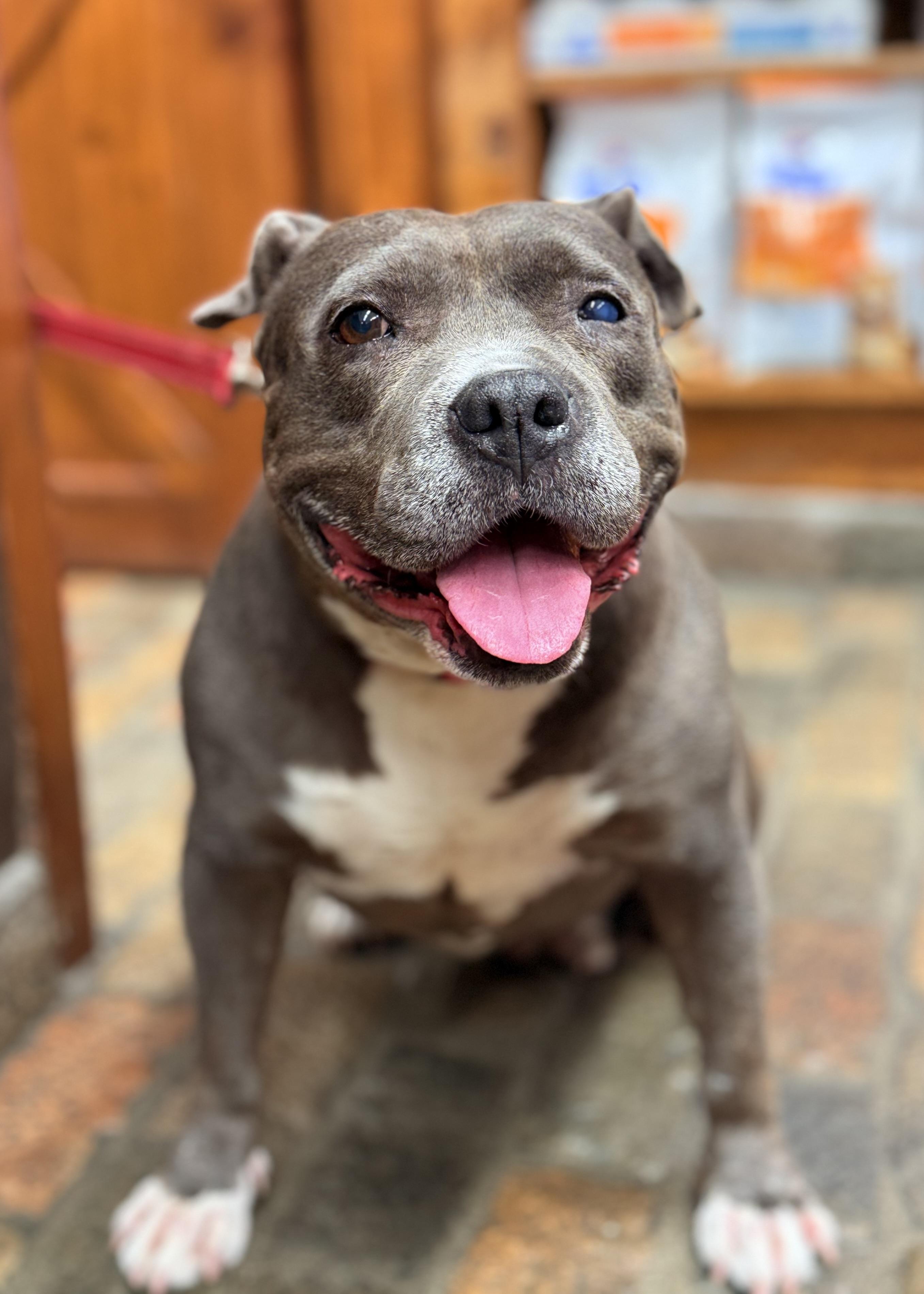 Gracie, a Adoptable Pit Bull Terrier in Thousand Oaks, CA image 1/6