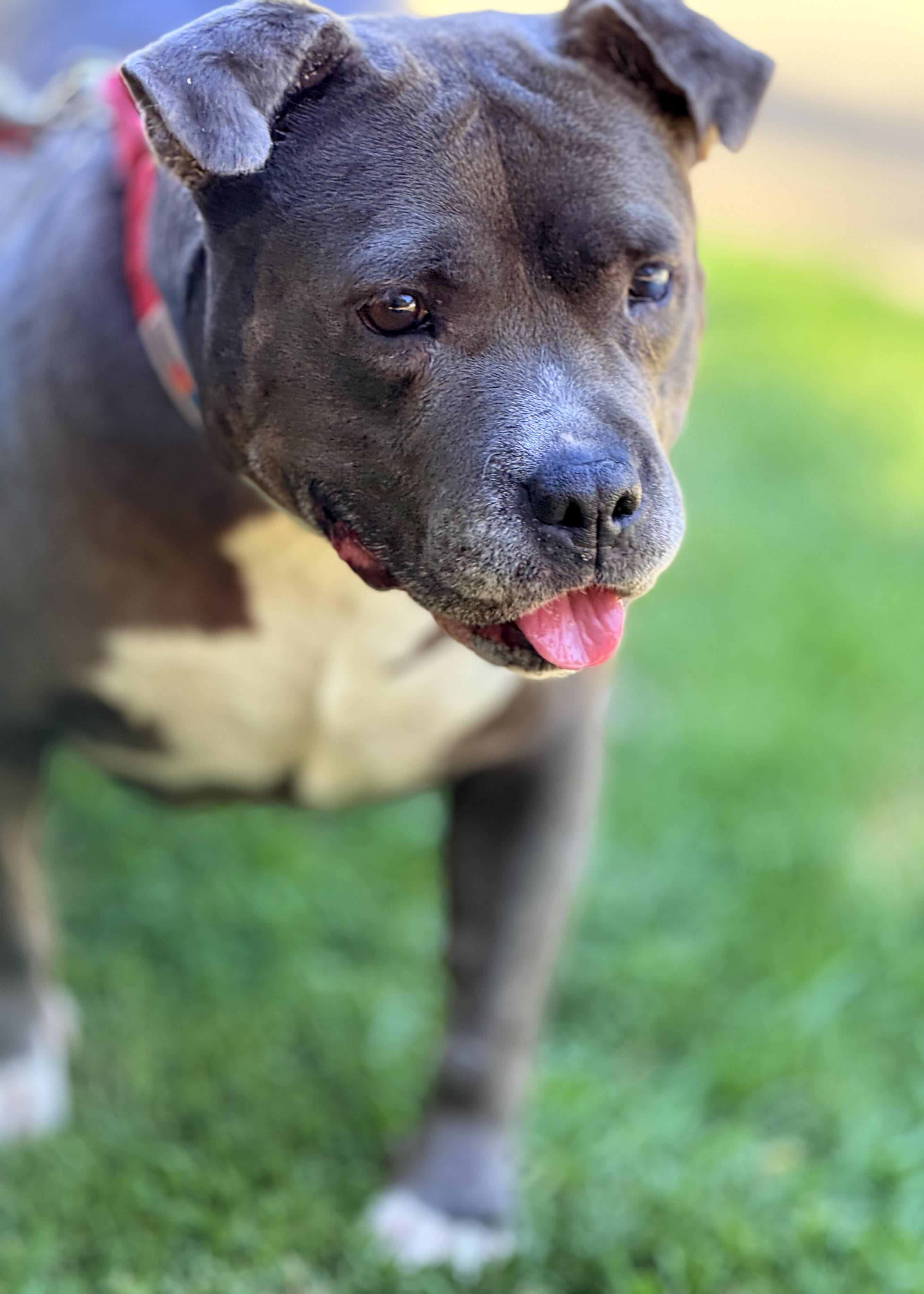 Gracie, a Adoptable Pit Bull Terrier in Thousand Oaks, CA image 3/6