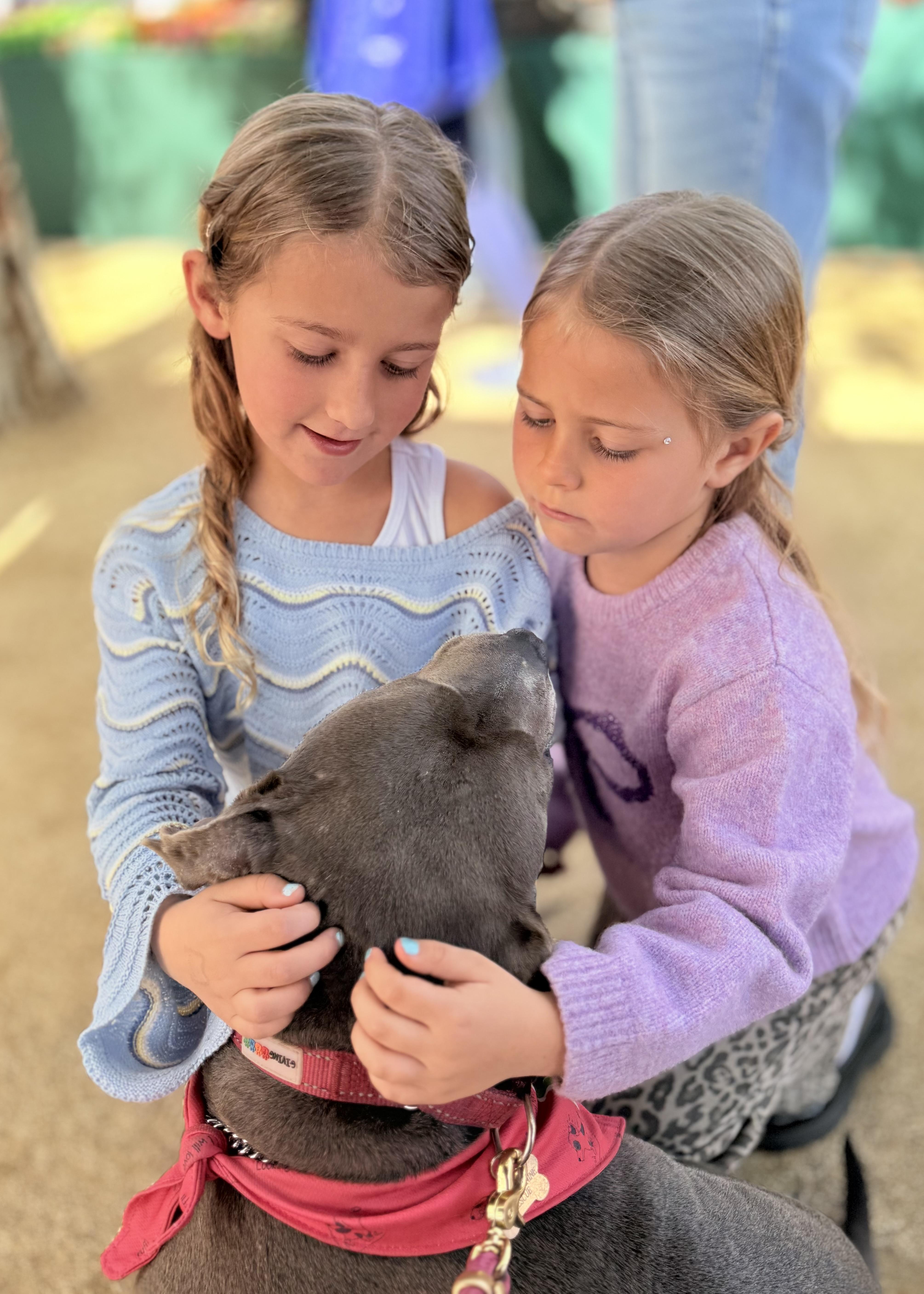 Gracie, an adoptable Pit Bull Terrier in Thousand Oaks, CA image 2/6