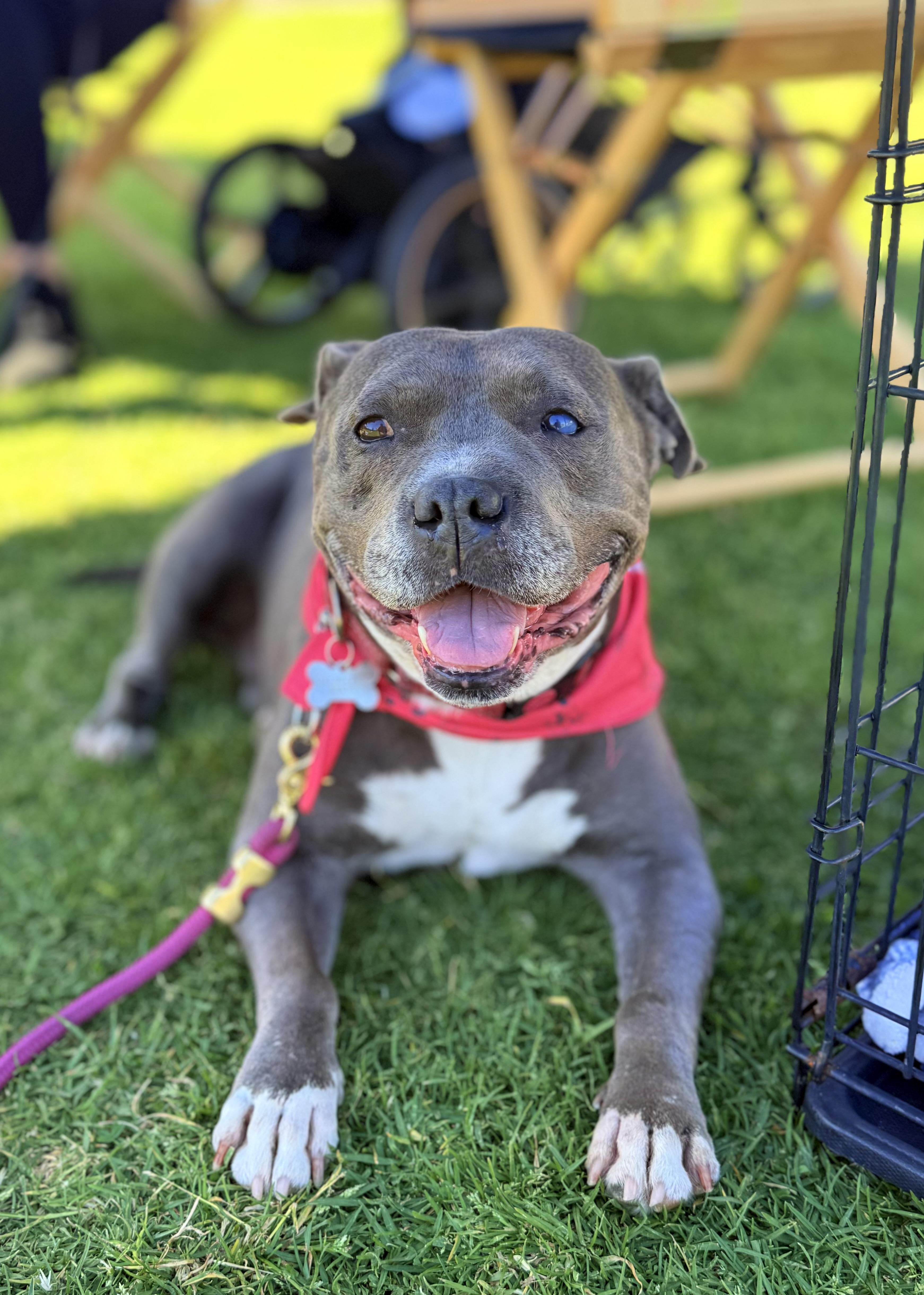 Gracie, an adoptable Pit Bull Terrier in Thousand Oaks, CA image 4/6
