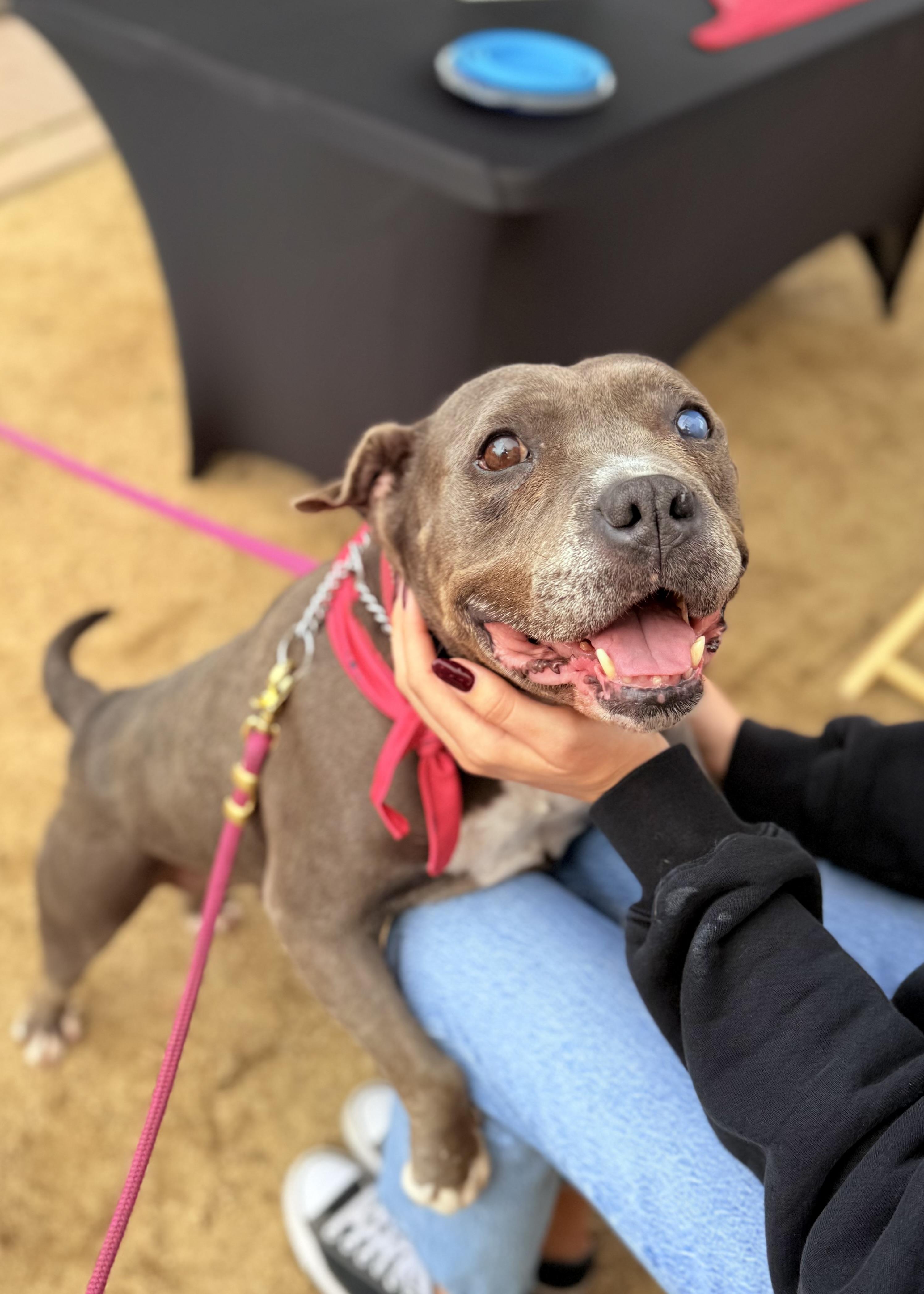 Enlarge Gracie, an adoptable Pit Bull Terrier in Thousand Oaks, CA image 5/6