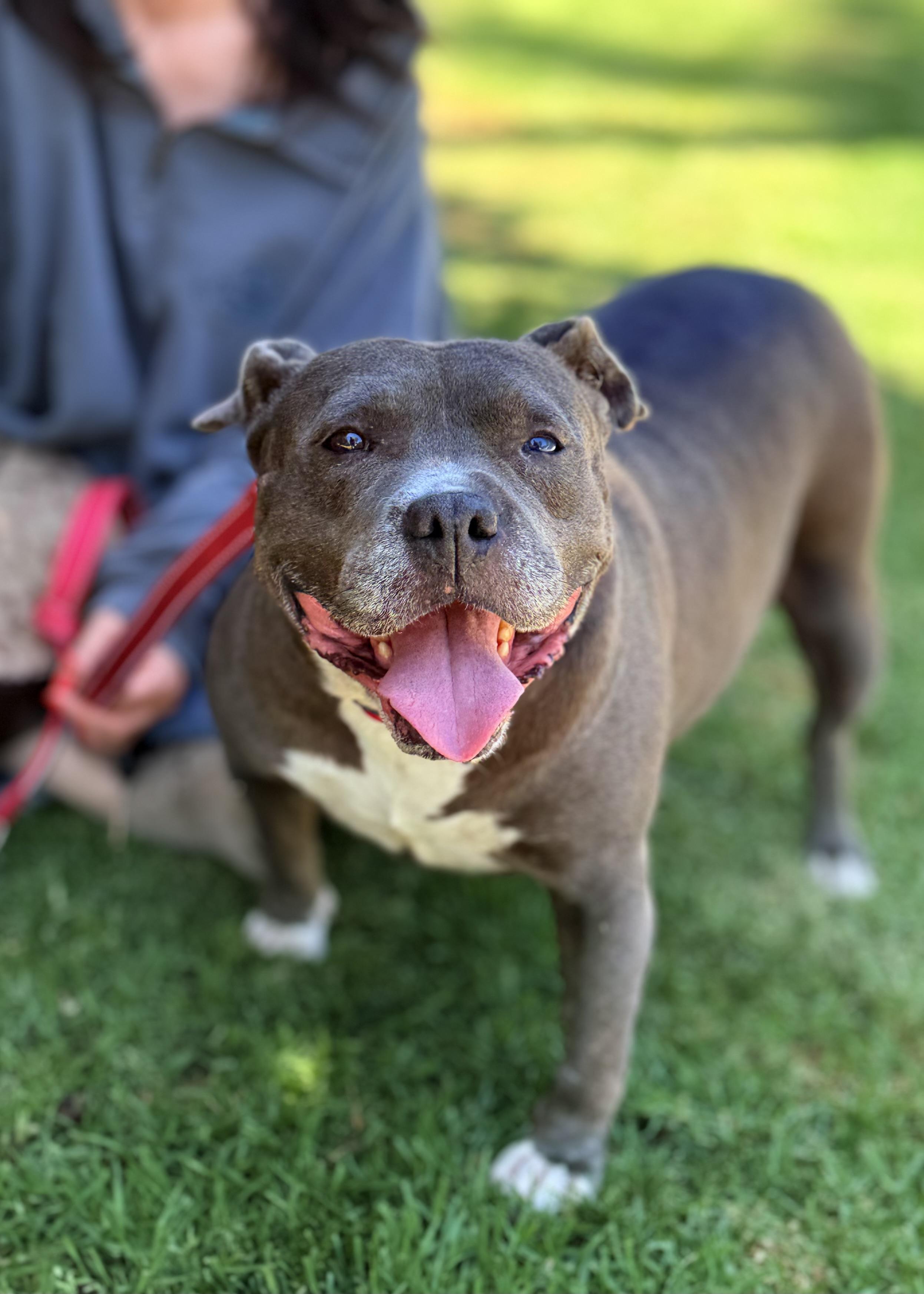 Gracie, a Adoptable Pit Bull Terrier in Thousand Oaks, CA image 2/6