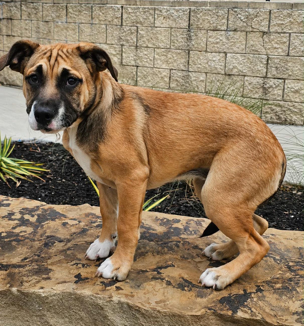 Enlarge Moxie, a Adoptable mixed breed in McKinney, TX image 1/3