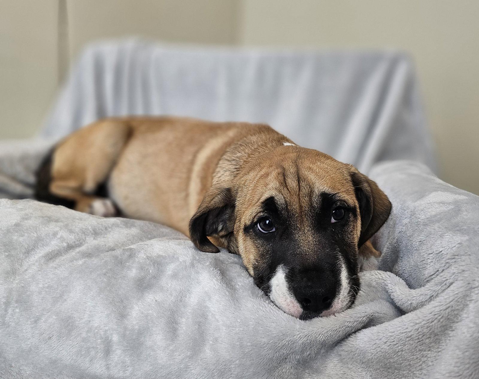 Moxie, Adoptable, Puppy Female Australian Shepherd & English Bulldog.