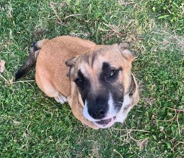 Enlarge Moxie, a Adoptable mixed breed in McKinney, TX image 2/3