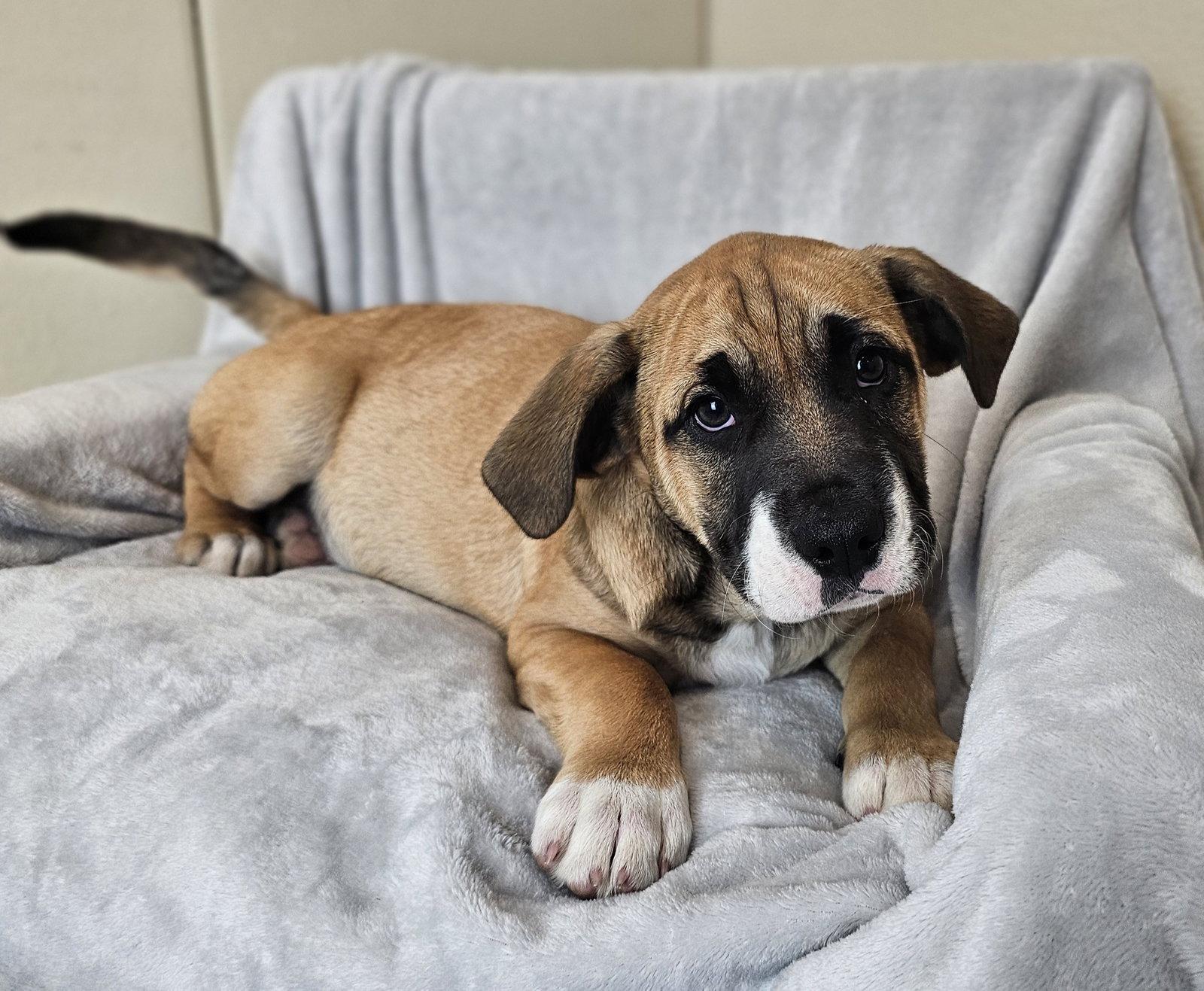 Enlarge Moxie, a Adoptable mixed breed in McKinney, TX image 2/3