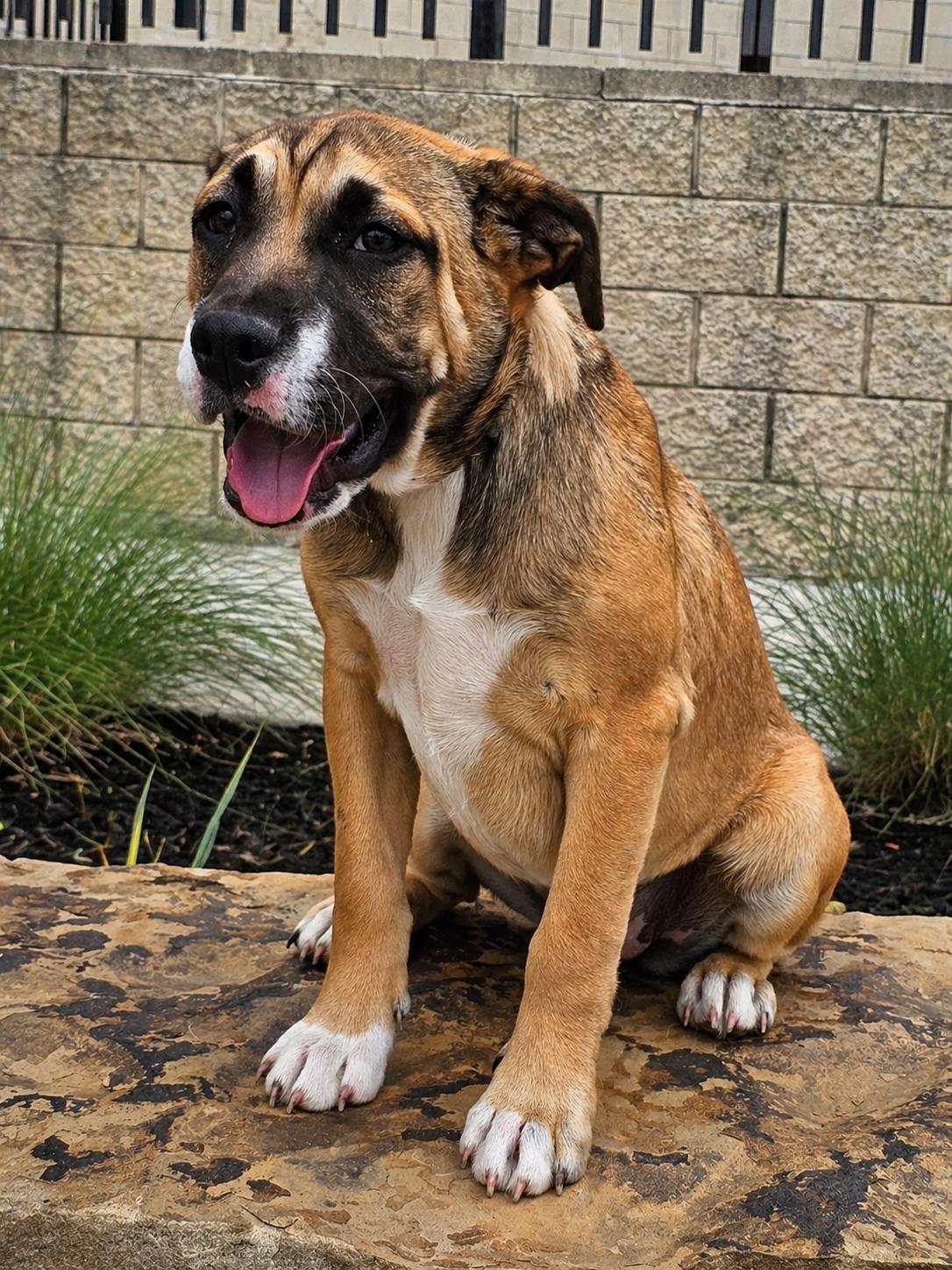Enlarge Moxie, a Adoptable mixed breed in McKinney, TX image 3/3