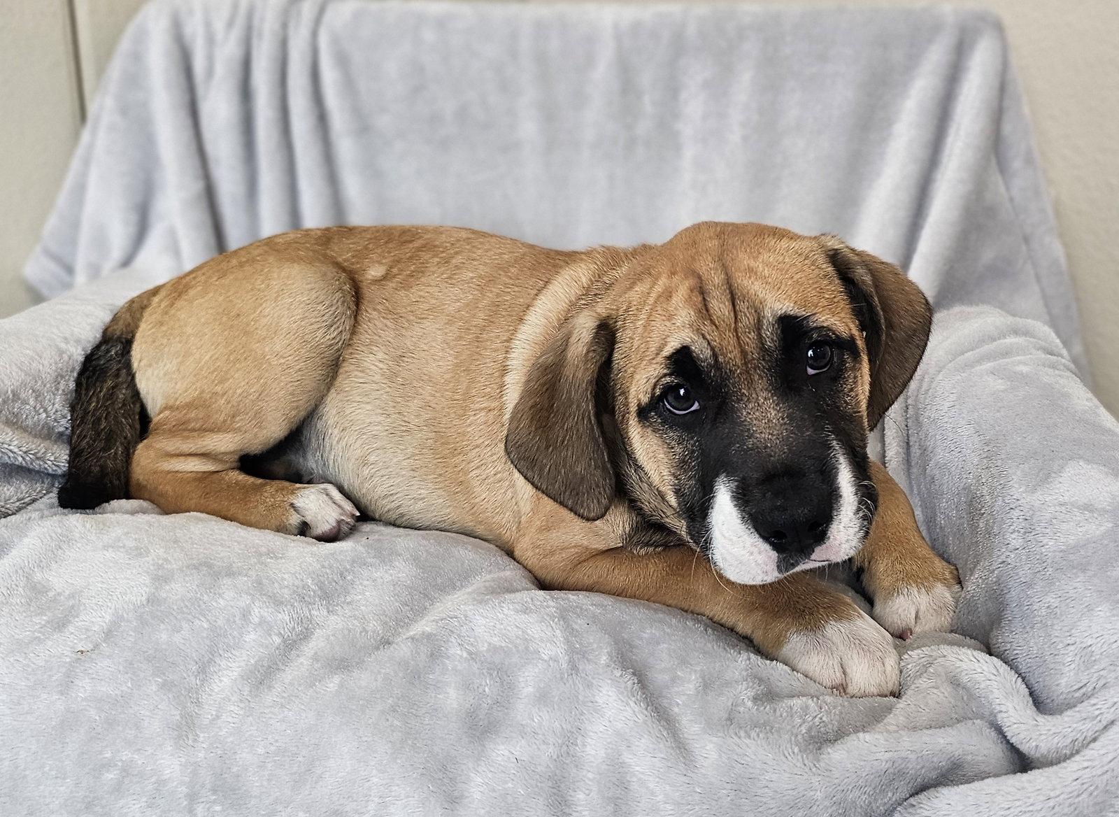 Enlarge Moxie, a Adoptable mixed breed in McKinney, TX image 3/3