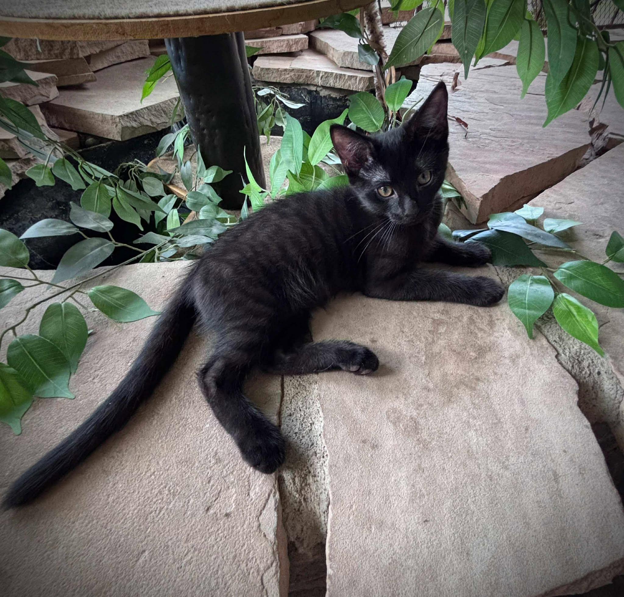 Planet Kindle - Mercury