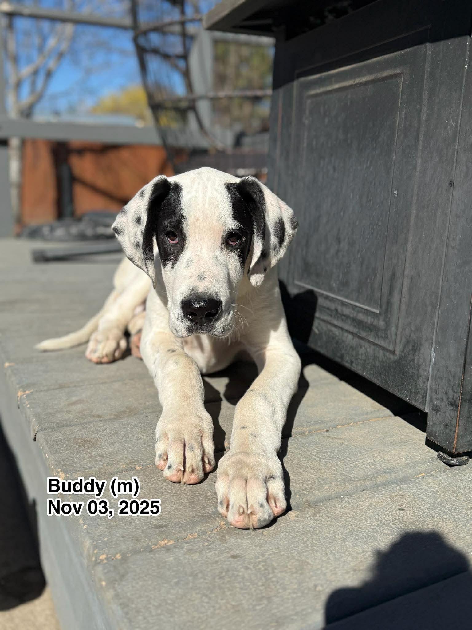 Buddy, Adopted, Puppy Male Great Dane.